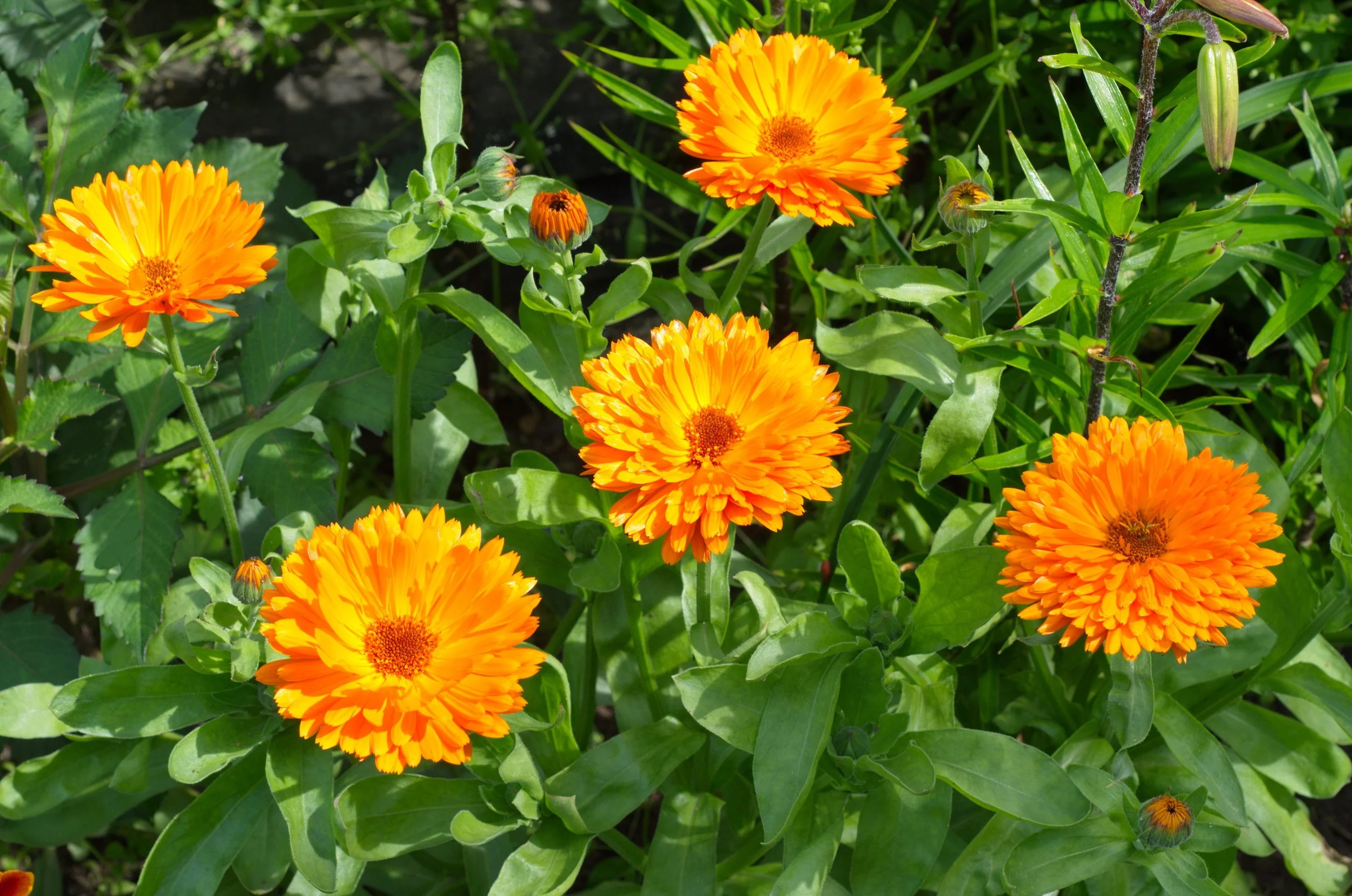Calendula Seeds