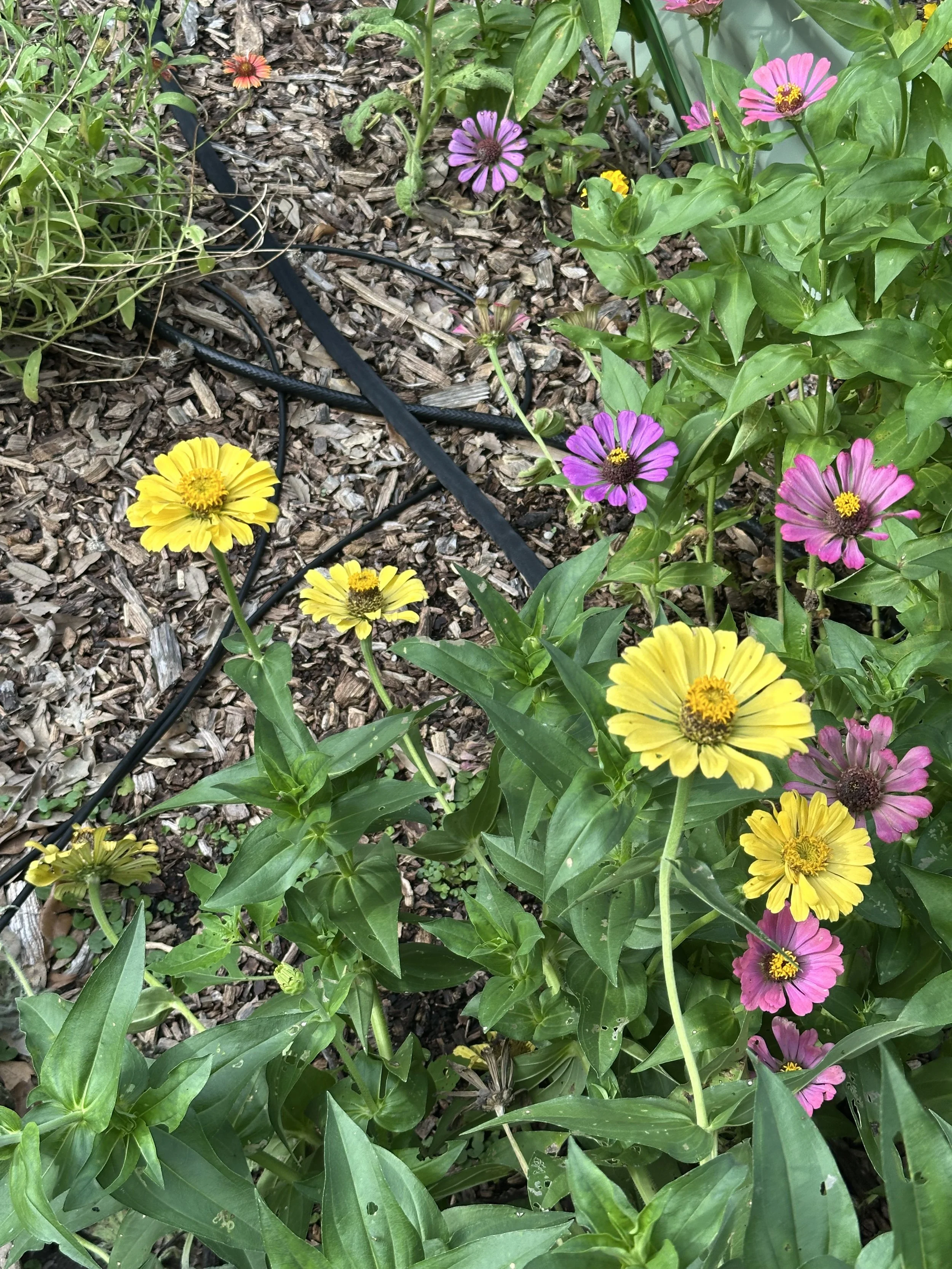 IMG_3137.jpeg