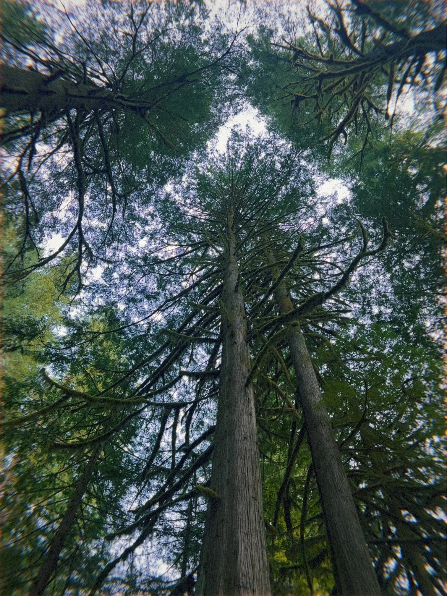 Looking up at tall trees in a forest, with tree trunks and branches extending outward and a partly cloudy sky visible through the leaves.
