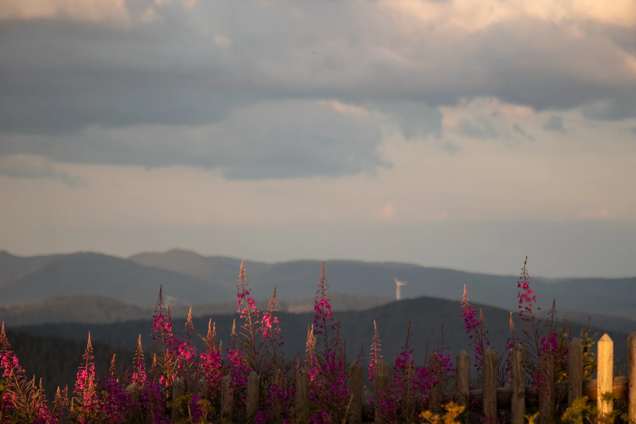 Colorful wildflowers in the foreground with a wooden fence, rolling hills, and mountains under a cloudy sky in the background.