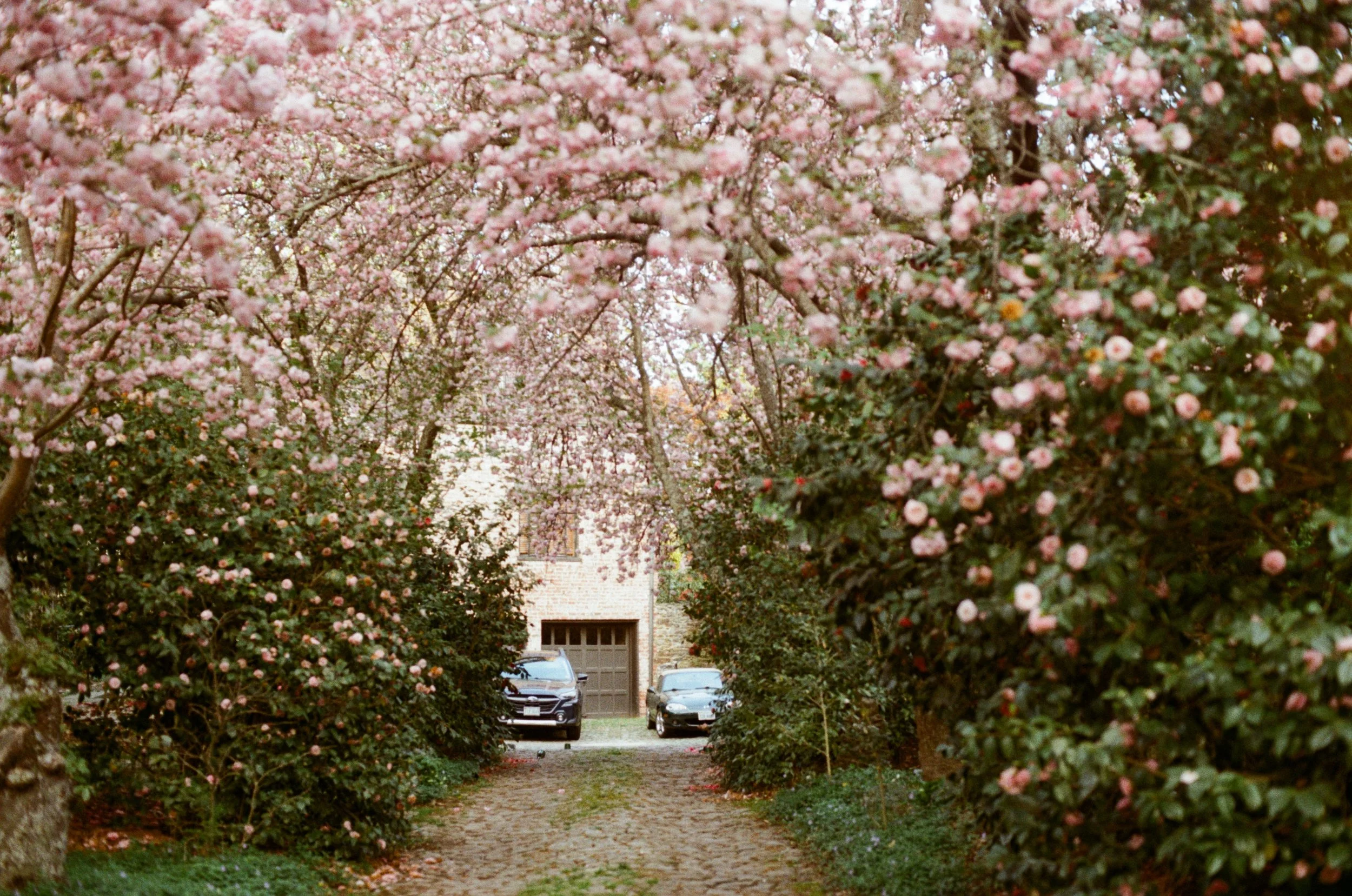 A pathway framed by pink flowering trees, with a stone house and parked cars in the background.
