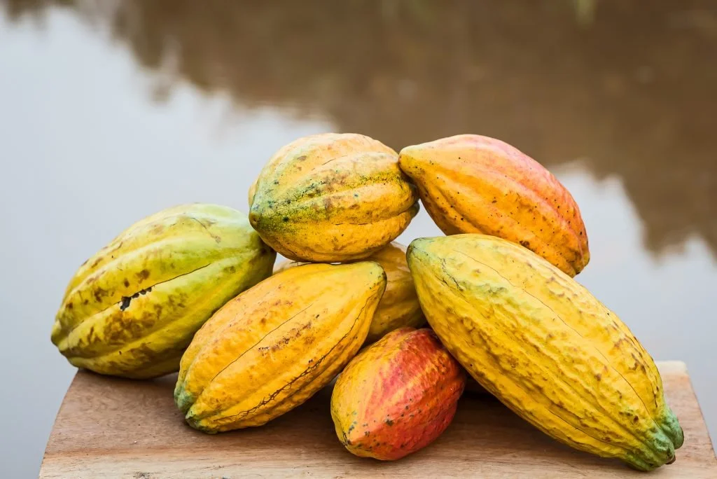 CACAO TRINITARIO MEZCLA DE CACAO FINO CRIOLLO Y FORASTERO