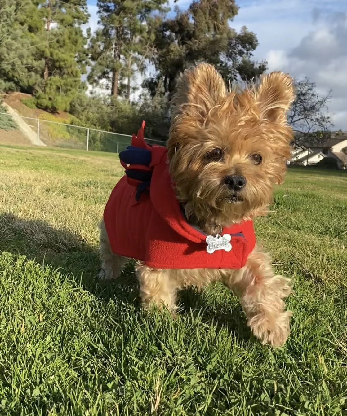 Dog in red coat