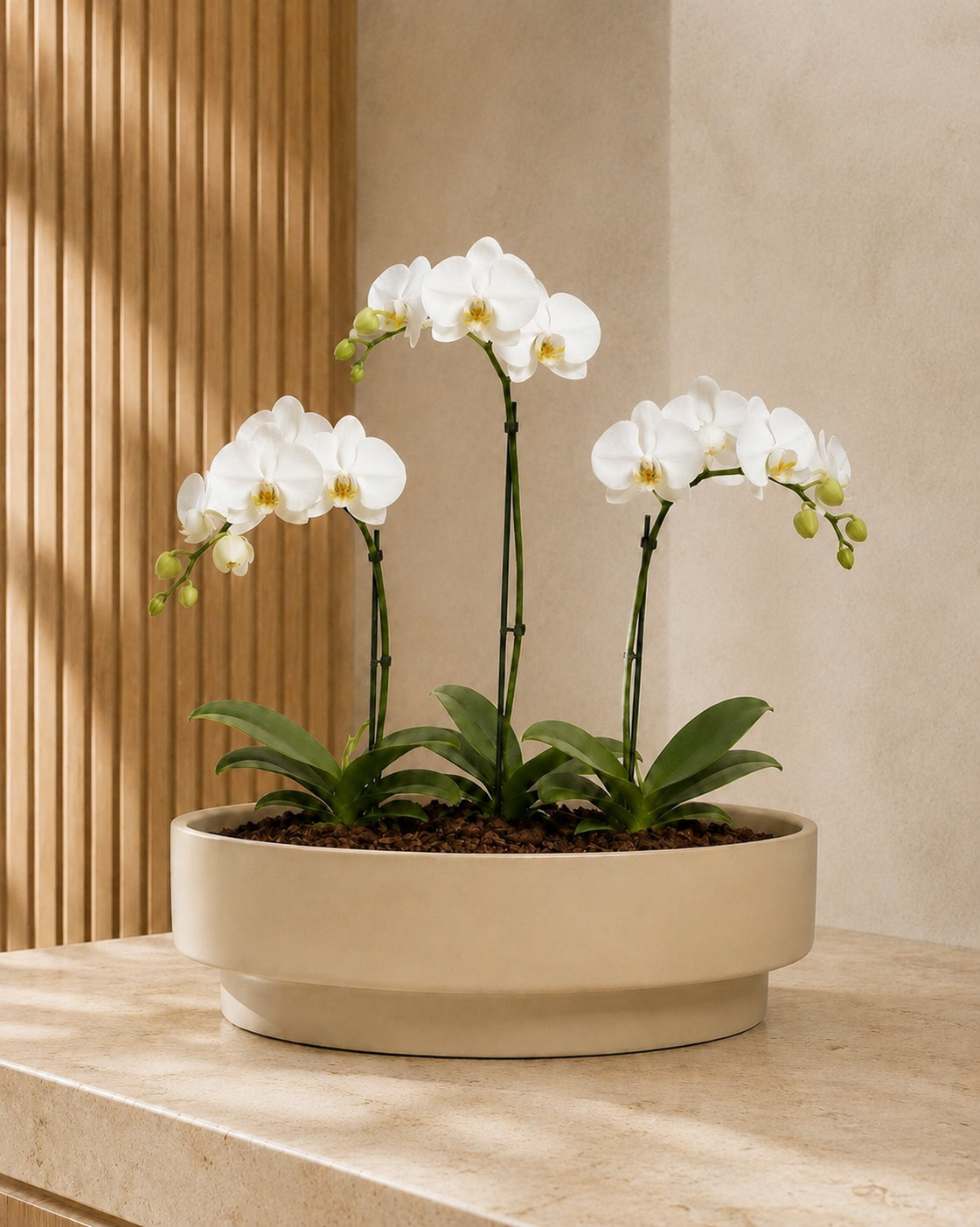 Orquídeas em Floreira Redonda Bege