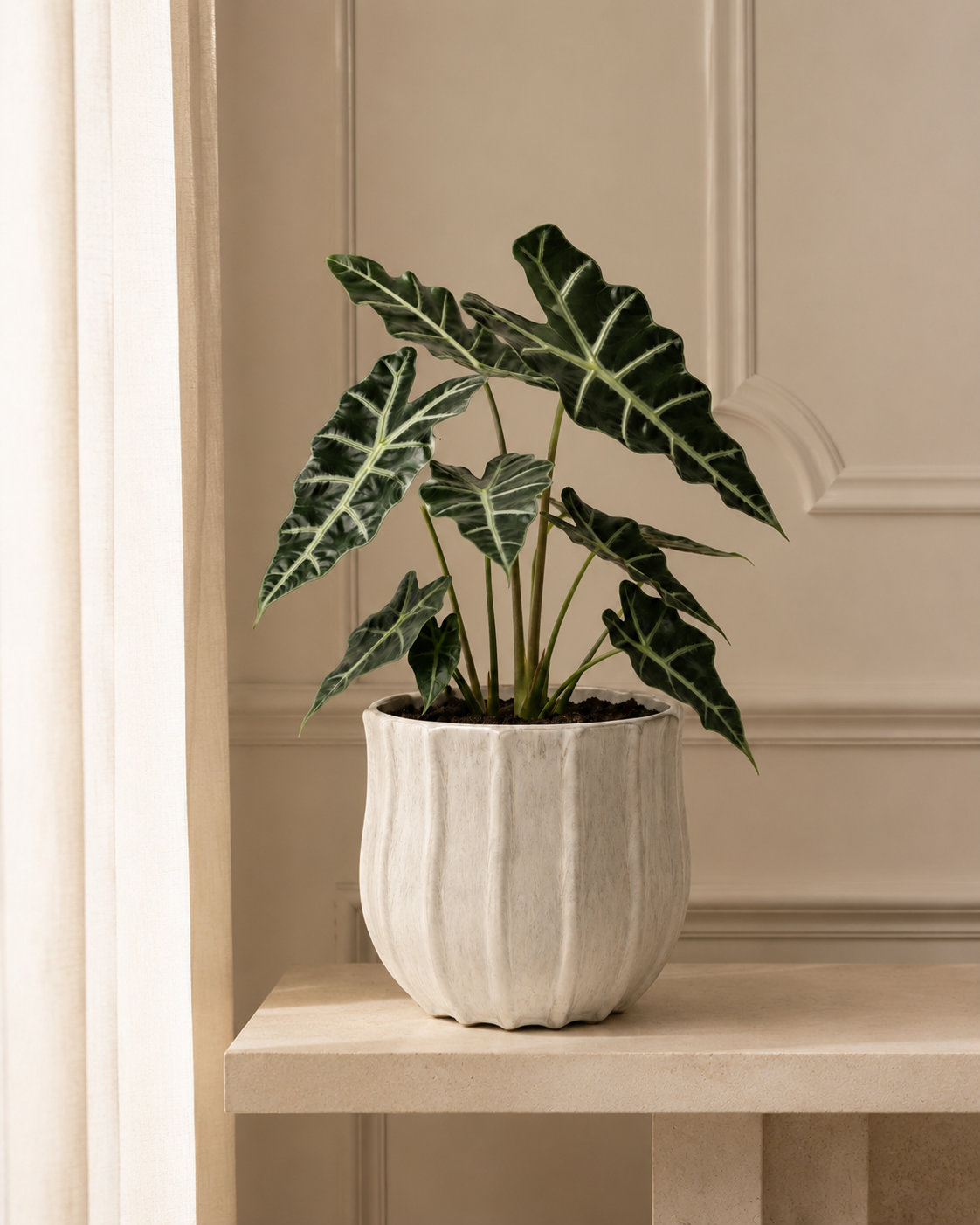 Alocasia Polly em Cachepot de Cerâmica Movimentos Off White
