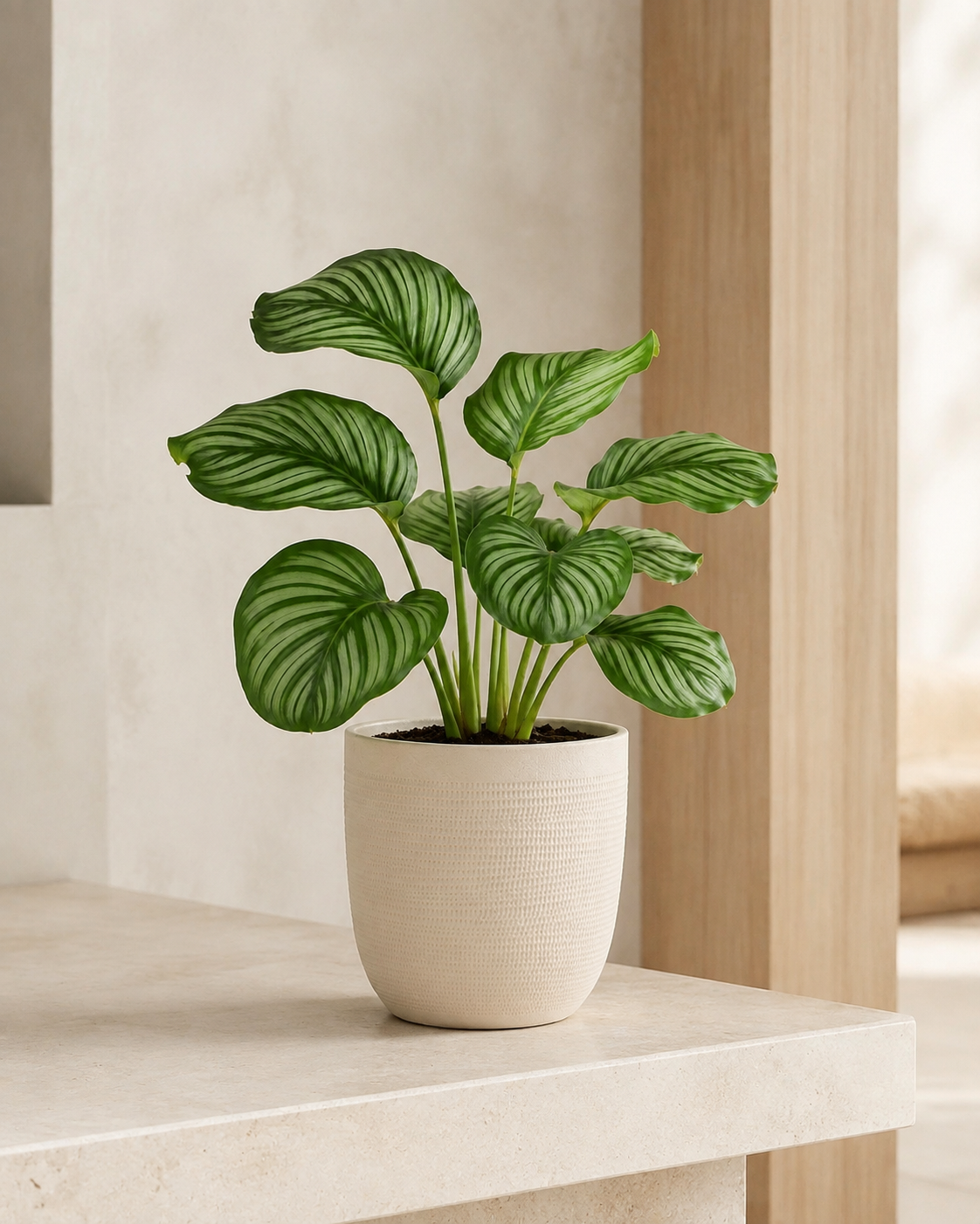 Calathea Orbifolia em Cachepot Texturizado Off White