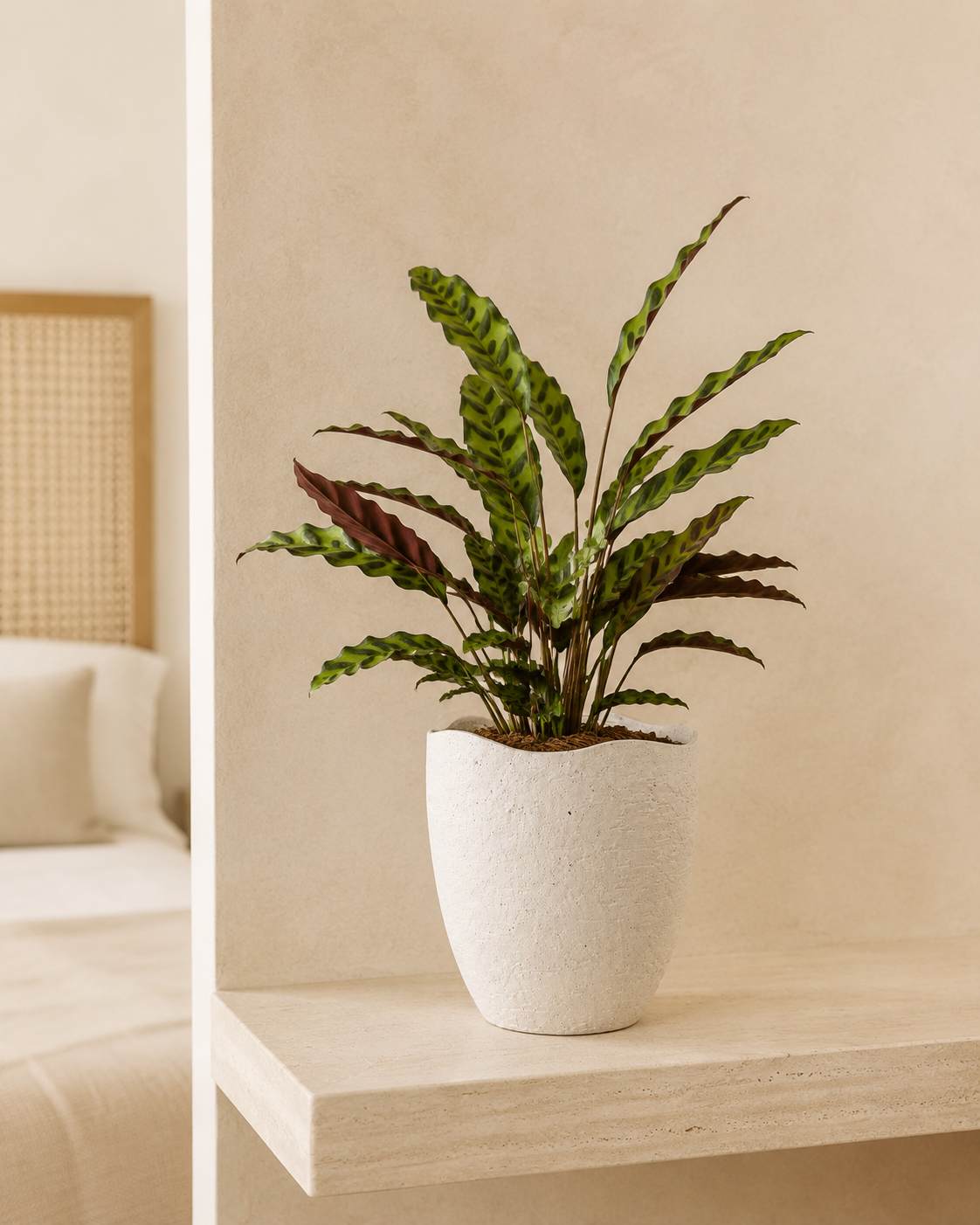 Calathea Cascavel em Vaso de Cerâmica Orgânico Off White