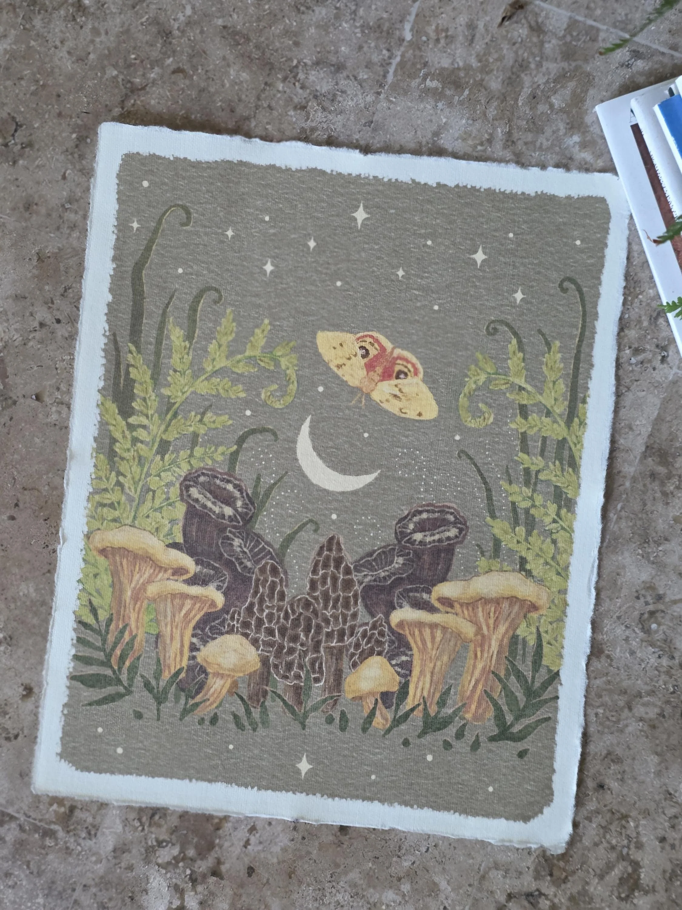Fungi, Ferns, Moth | 8