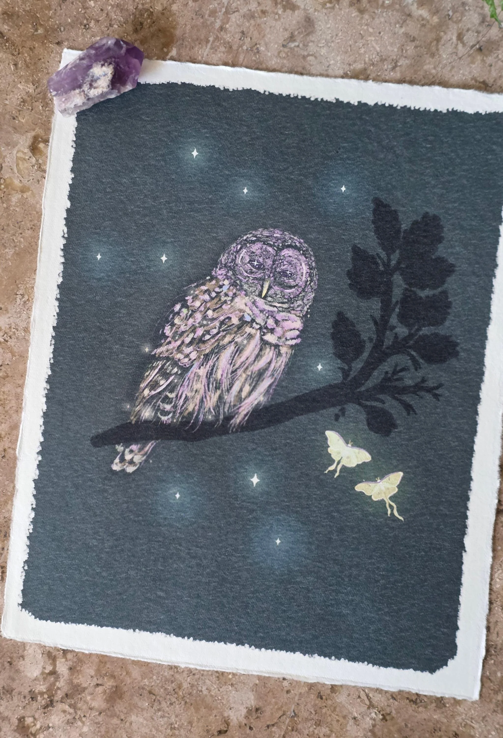 Barred Owl and Luna Moth | 8