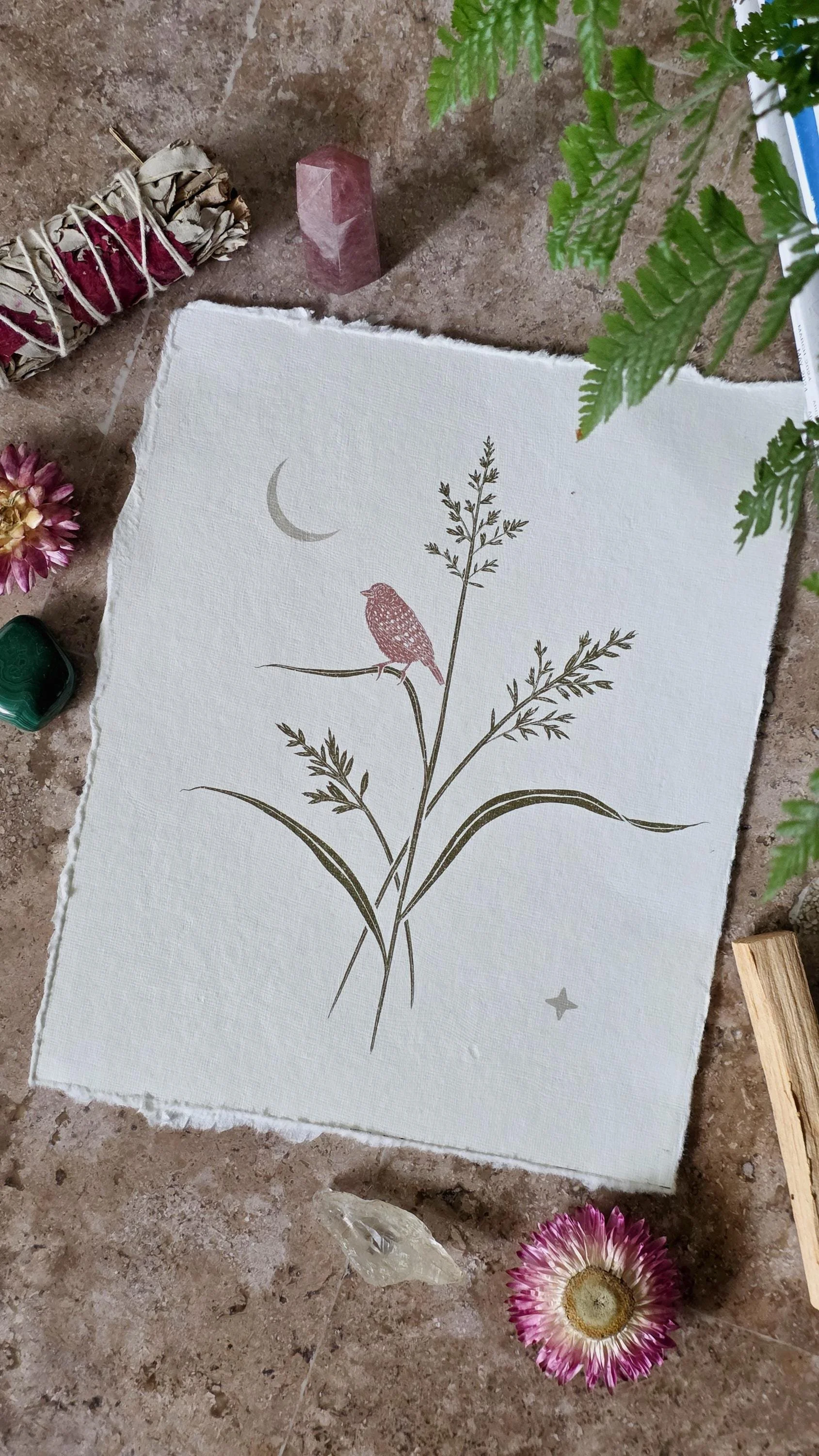 Grasshopper Sparrow and Switchgrass | 8