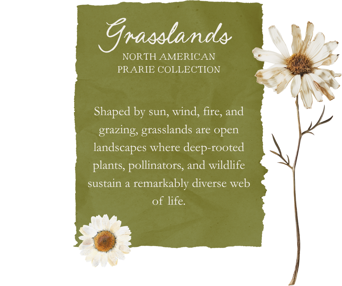 A green informational poster about North American prairie grasslands, featuring white flowers on the top right and bottom left corners.