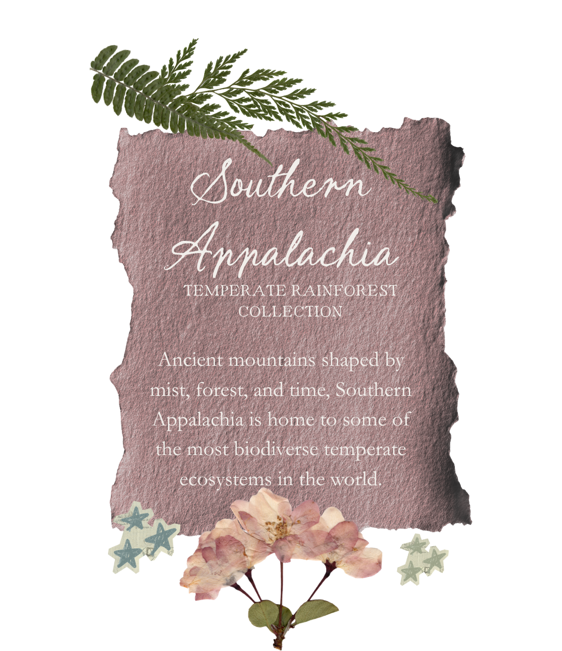 A textured, torn pinkish paper with white cursive text about Southern Appalachia, topped with a green fern and bottom with pink flowers and star-shaped decorations.