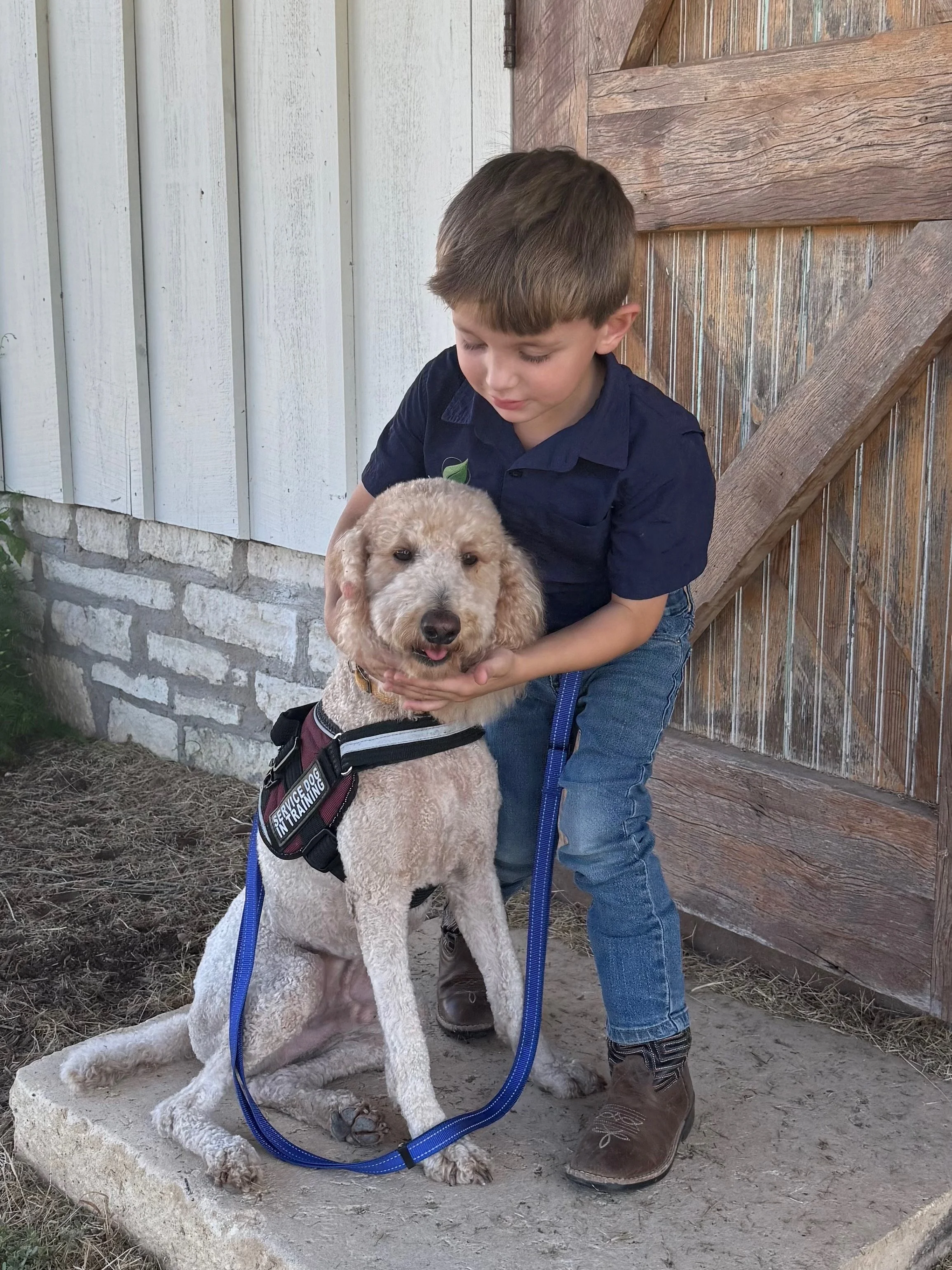 A young boy with brown hair, wearing a dark blue shirt and blue jeans, is holding a large, light-colored dog with floppy ears, while sitting on a concrete step outside a rustic wooden building with white and brown paneling. The dog is wearing a harness that reads 'Service Dog in Training' and has a blue leash attached. The boy is smiling and looking at the dog, which appears relaxed and happy.