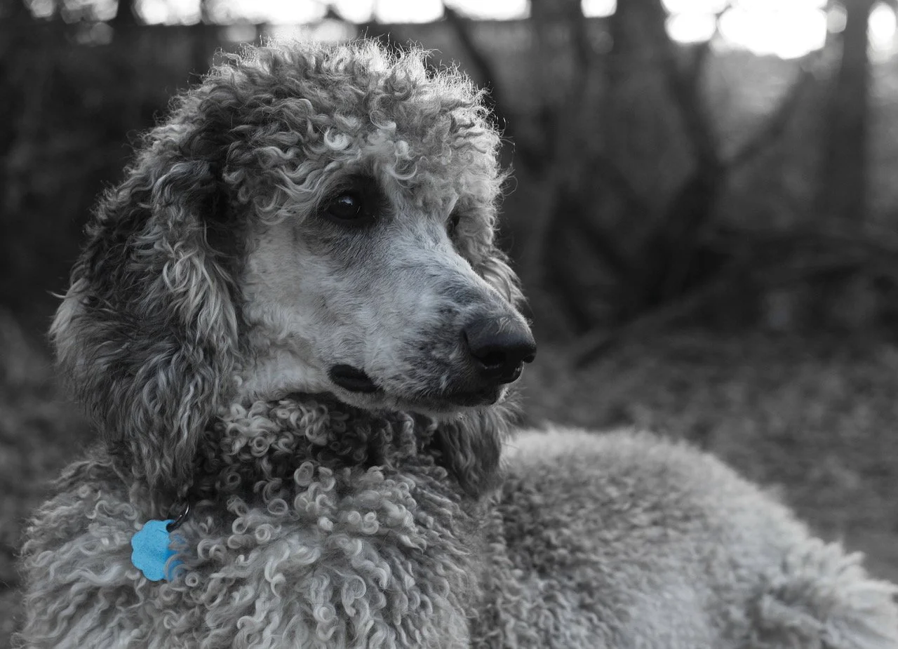 A black-and-white photo of a curly-haired dog with a blue collar tag, looking to the right in an outdoor setting with blurred trees in the background.