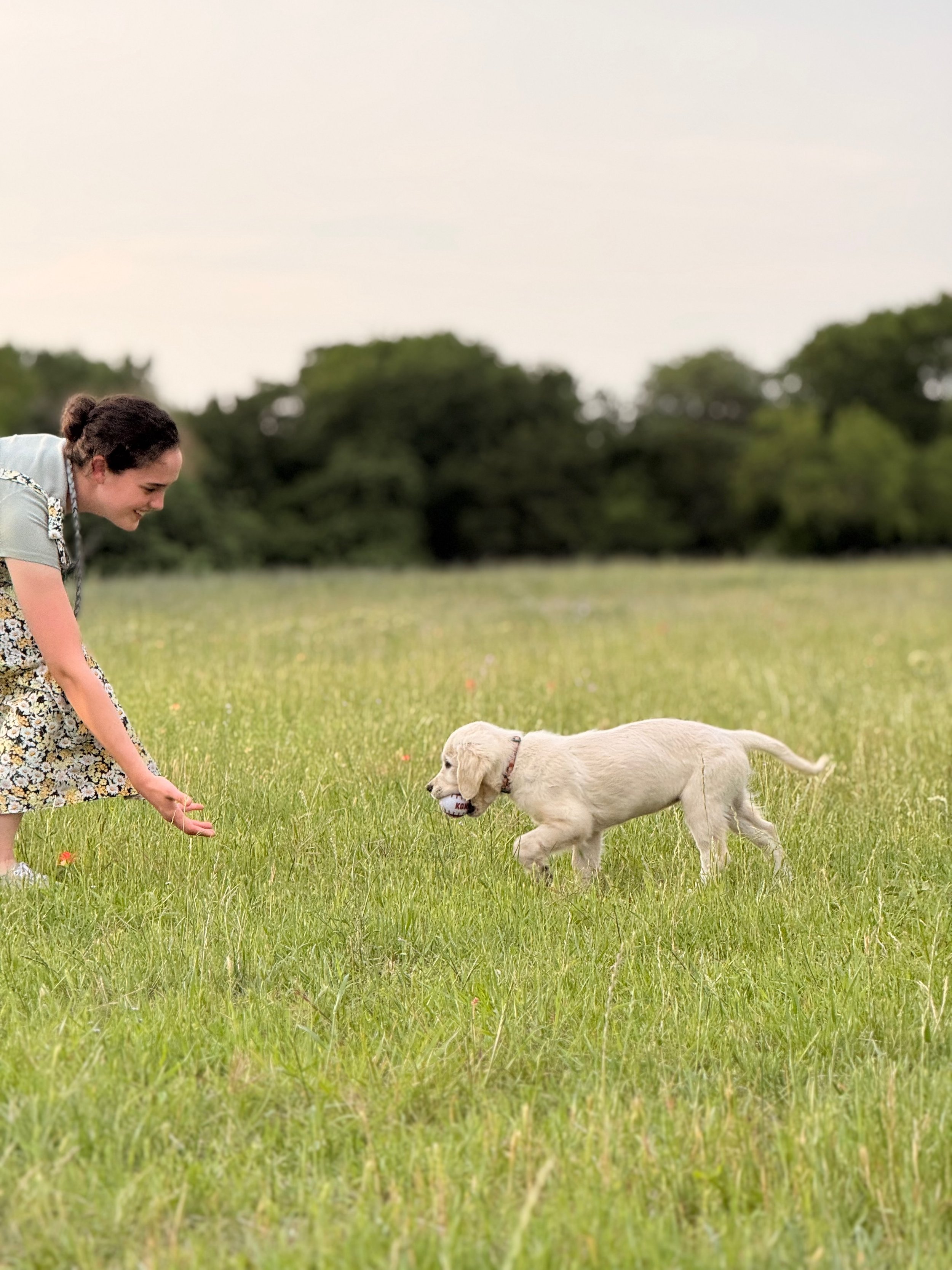 A woman playing with a puppy in a grassy field, with trees in the background. The woman is smiling and bending down, holding a small ball. The puppy has a ball in its mouth.