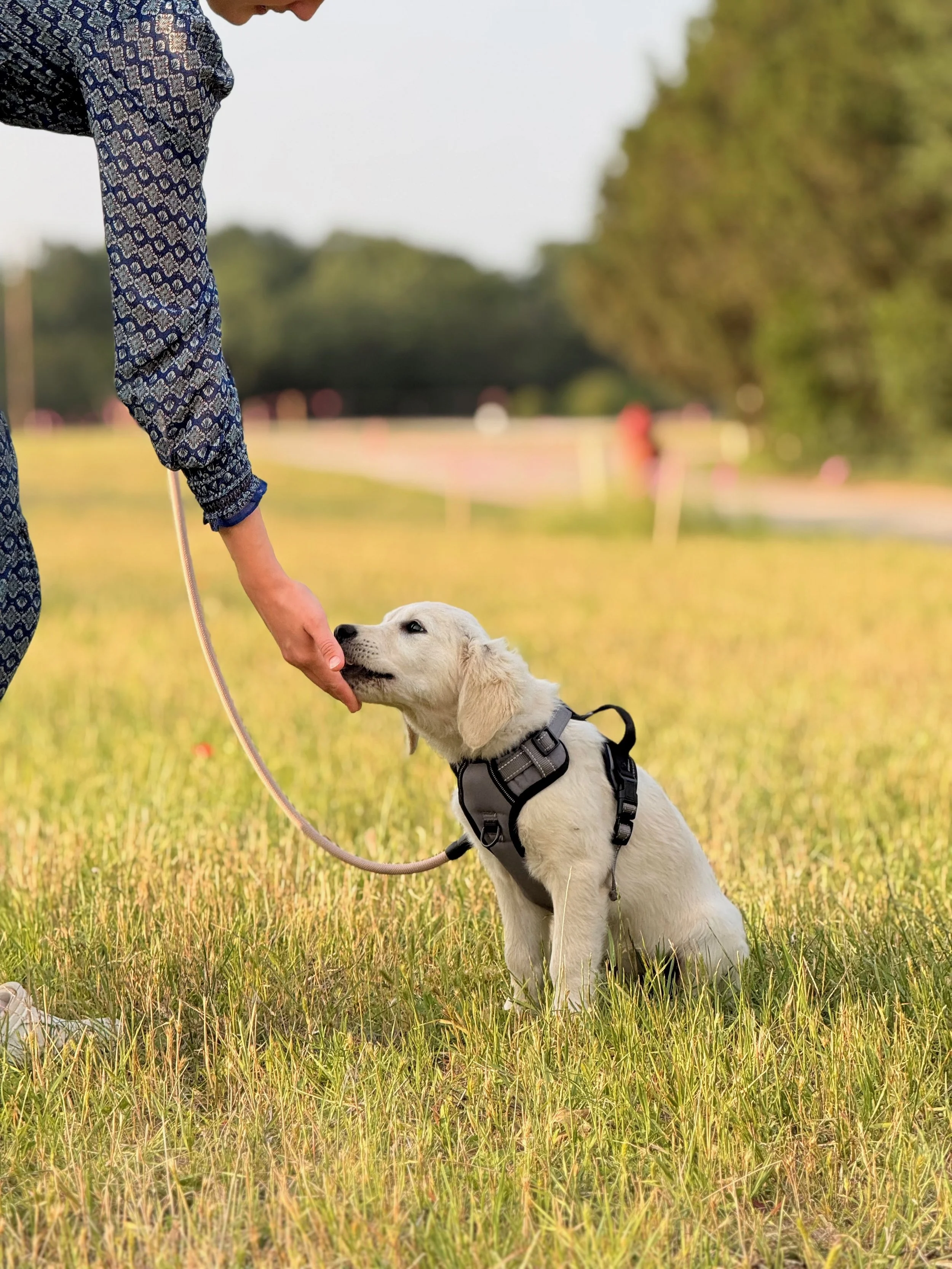 A person in a patterned blue shirt gives a gentle lick to a seated yellow retriever puppy wearing a harness on a grassy field.