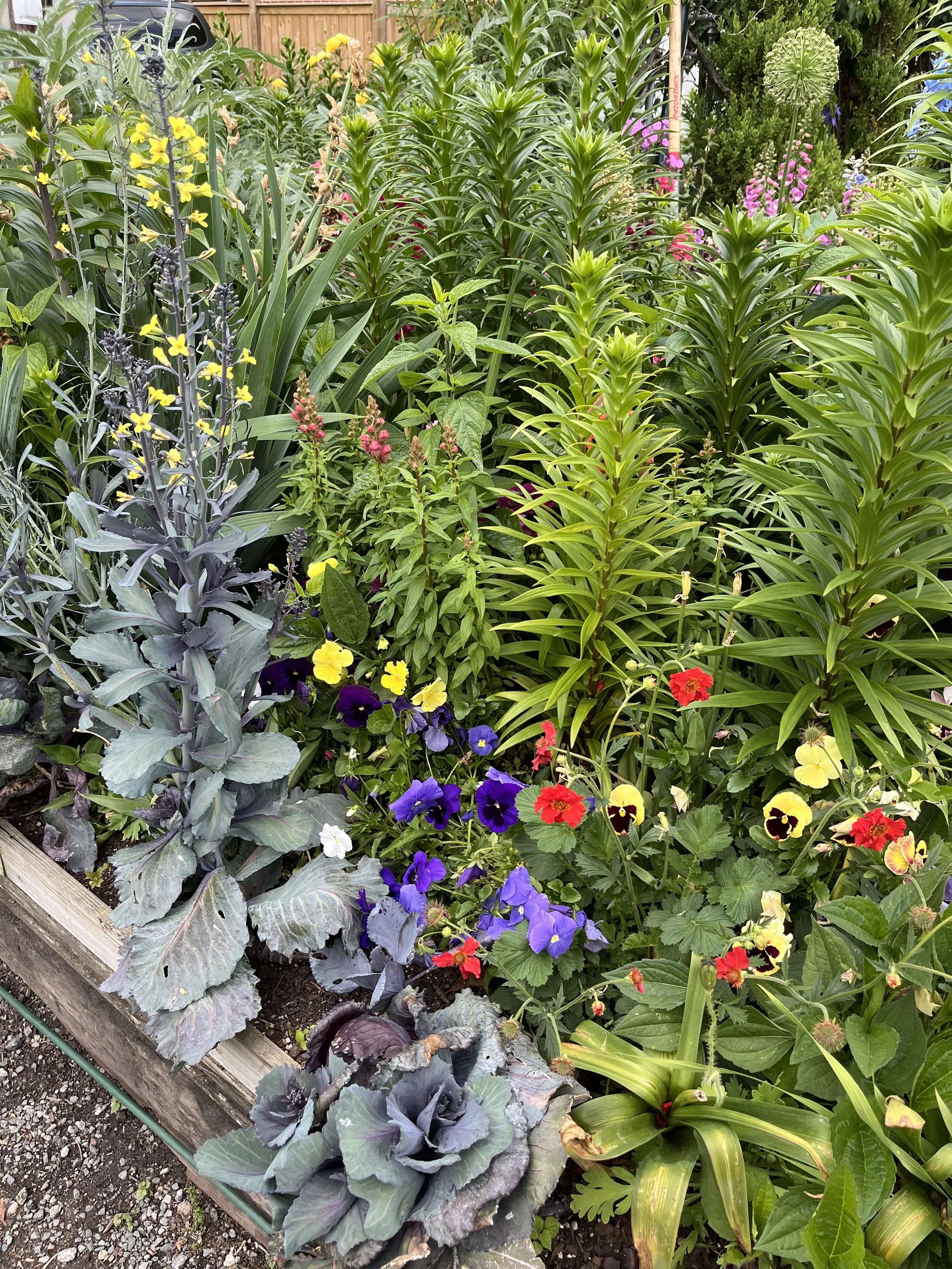 A vibrant garden bed with various flowering plants, including yellow, purple, red, and white blooms, surrounded by green leaves and foliage, with a wooden border and a background fence.