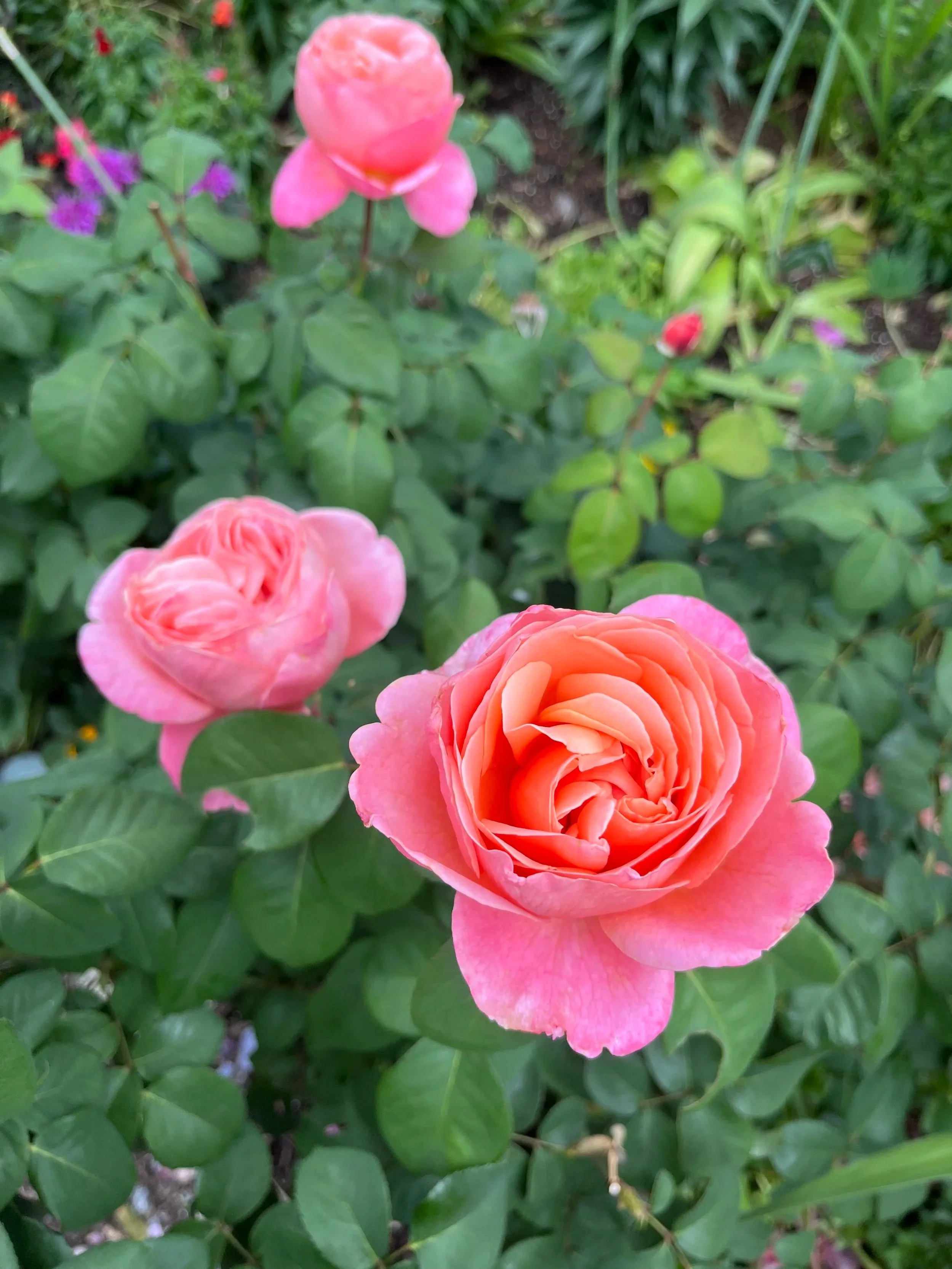 Close-up of pink roses blooming amidst green leaves in a garden.