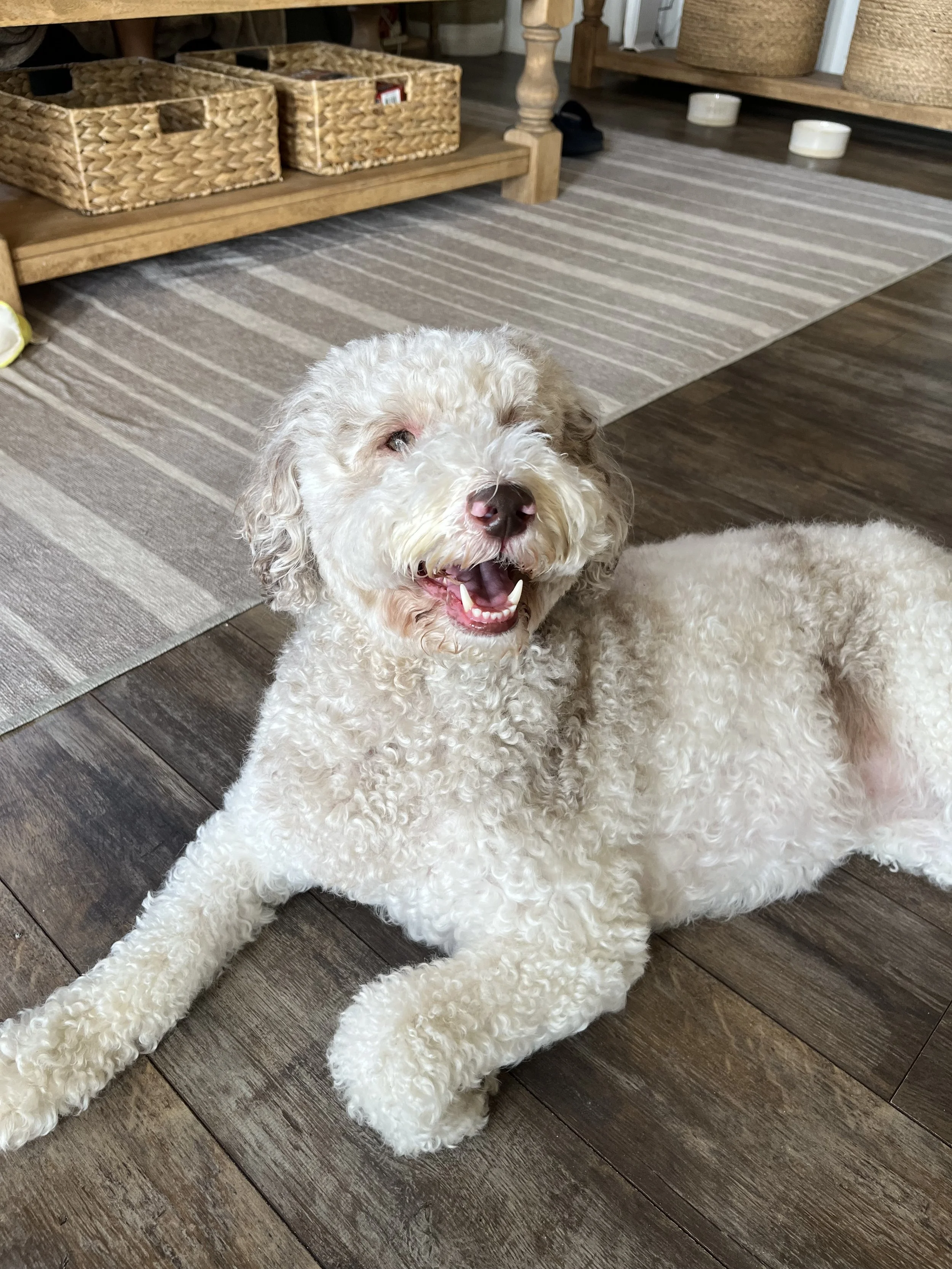 A happy fluffy white dog with curly fur, lying on a wooden floor in a cozy home interior.