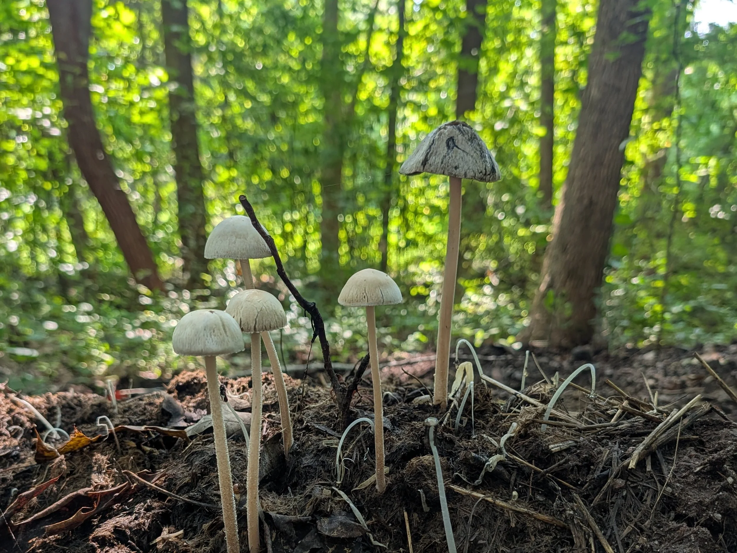 Cluster of small white mushrooms with long, thin stems growing on forest floor, with blurred green leaves and tree trunks in background.