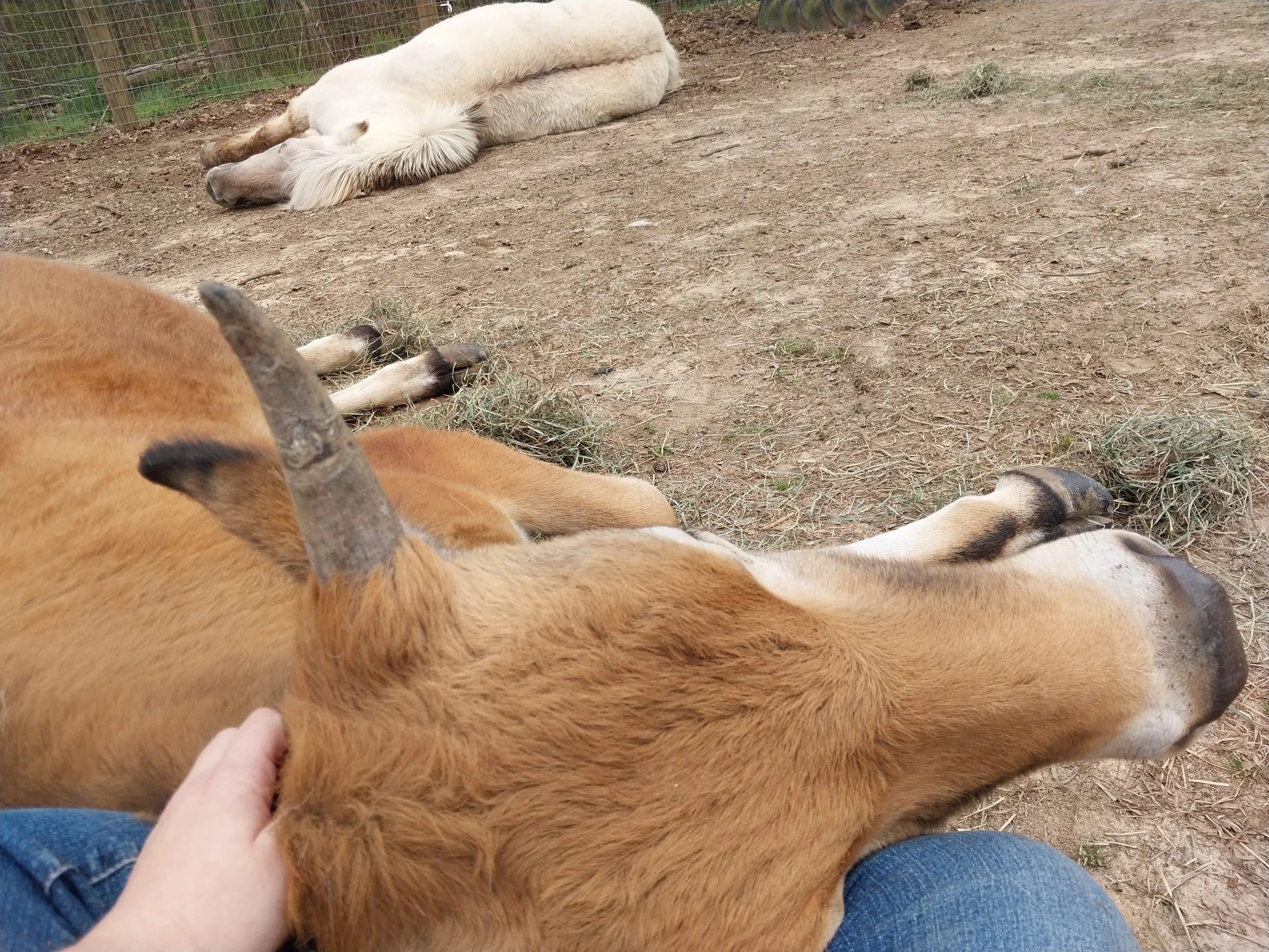 Person petting a brown dog with a white blanket lying on the ground in an outdoor fenced area.