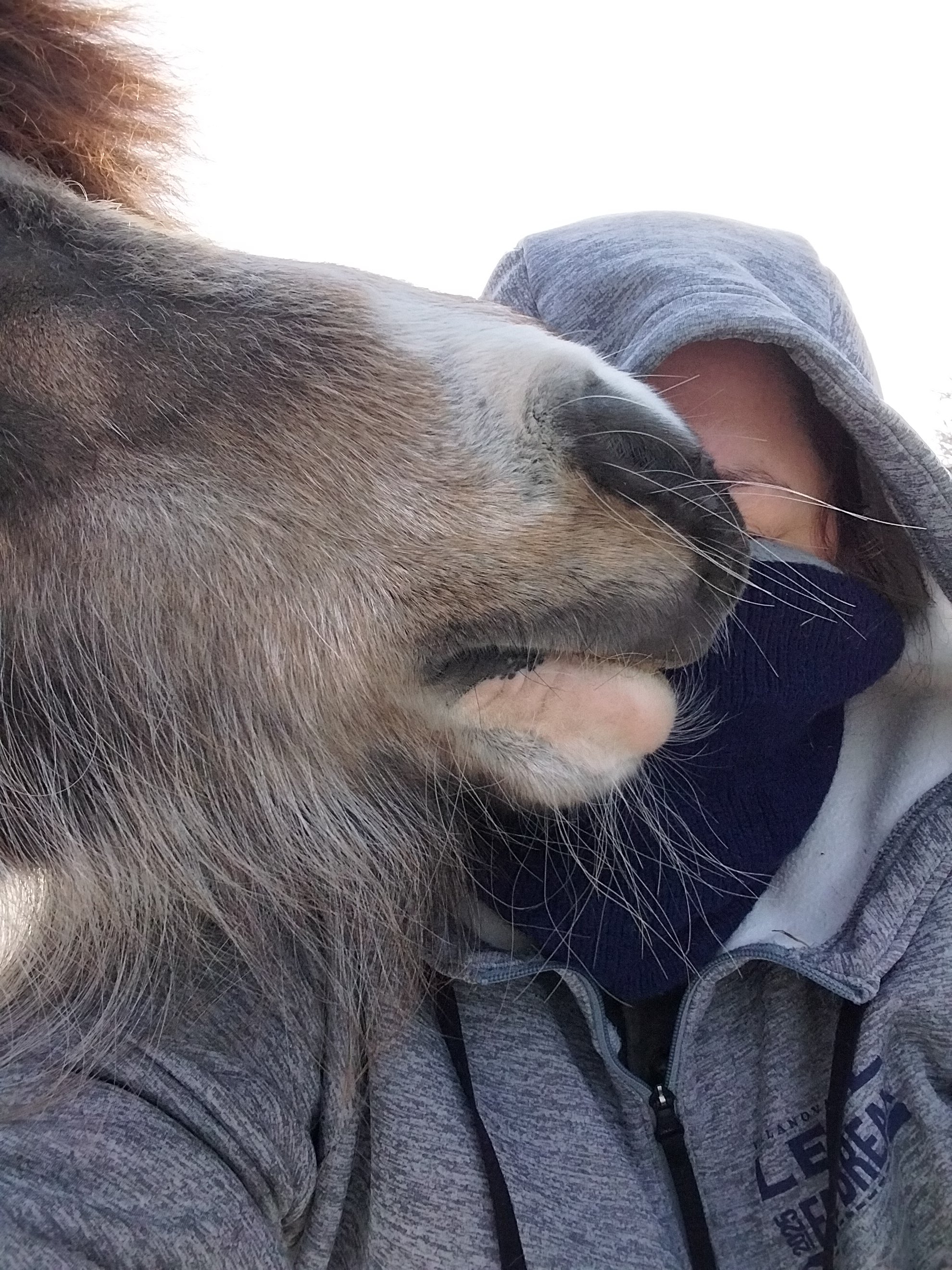 A person wearing a gray hoodie with the hood up, showing part of their face and hand, close to a large, light-colored dog.
