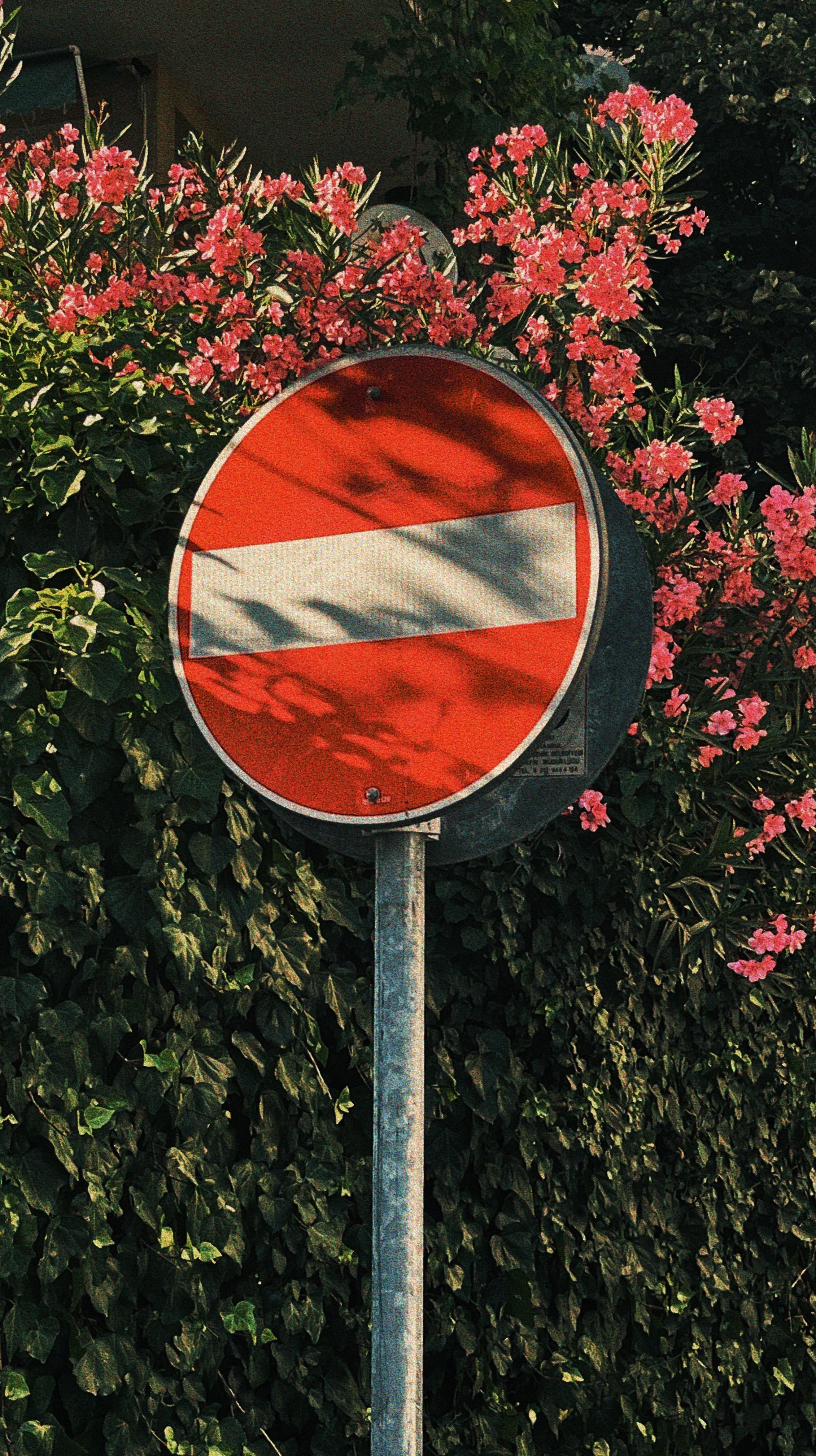 A circular red traffic sign with a white horizontal bar in the center, mounted on a metal pole, surrounded by green foliage and pink flowers.