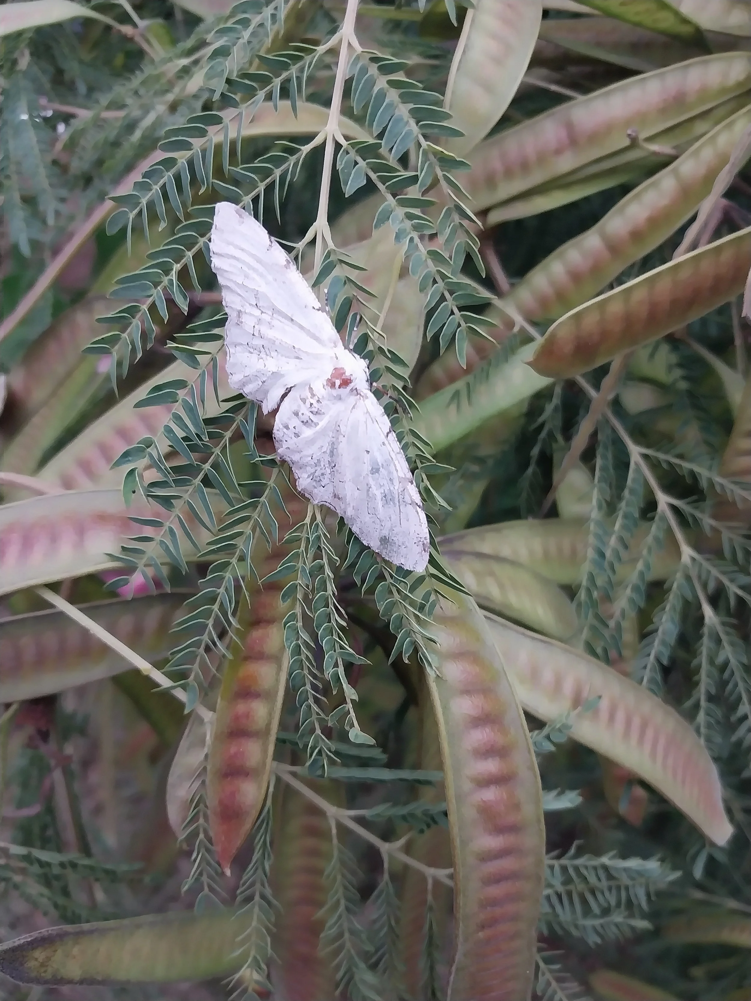 A white moth resting on green feathery leaves surrounded by long, striped, pink and green leaves.
