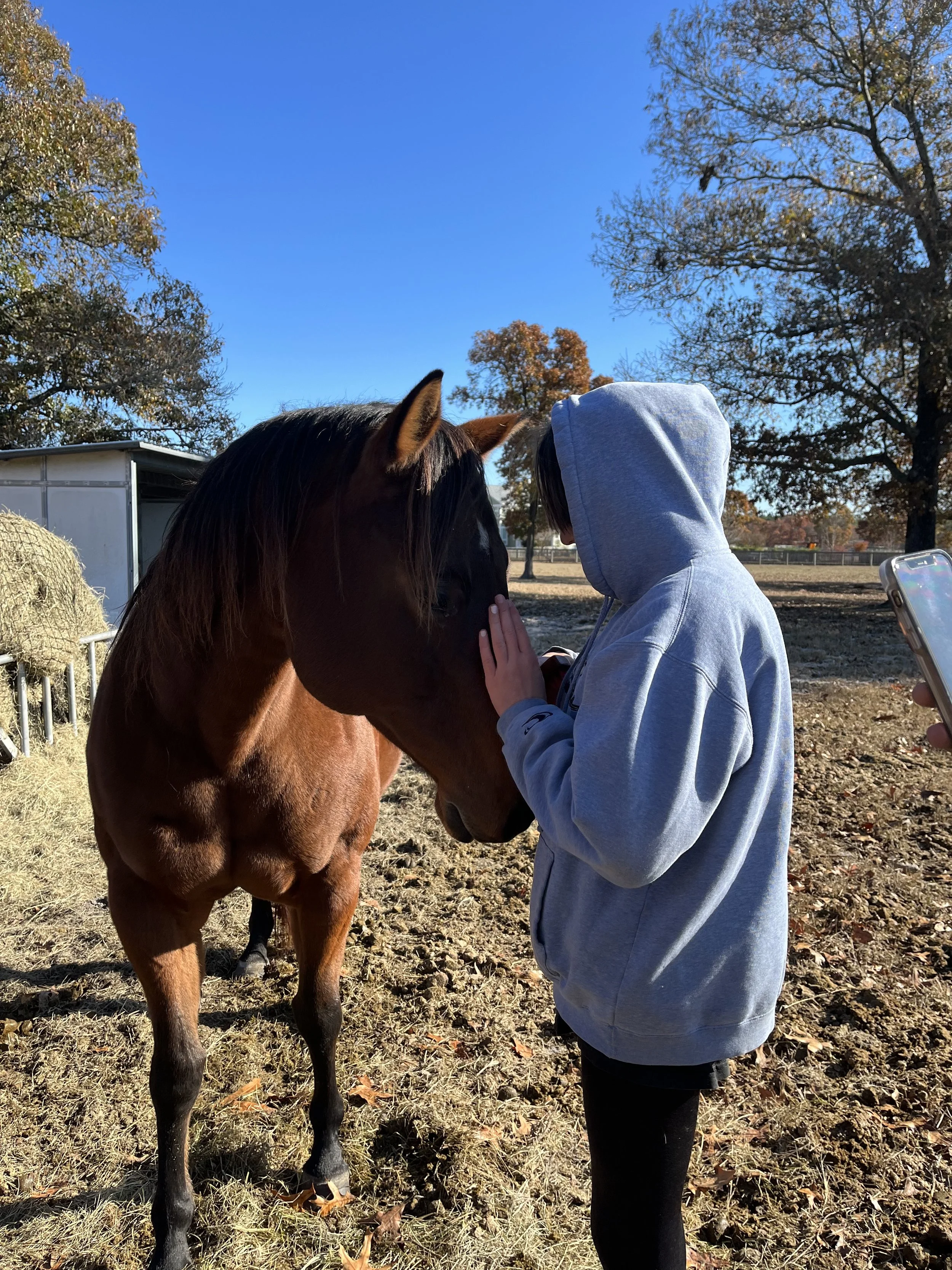 A person wearing a gray hoodie petting a brown horse in an outdoor area with trees and a clear blue sky.