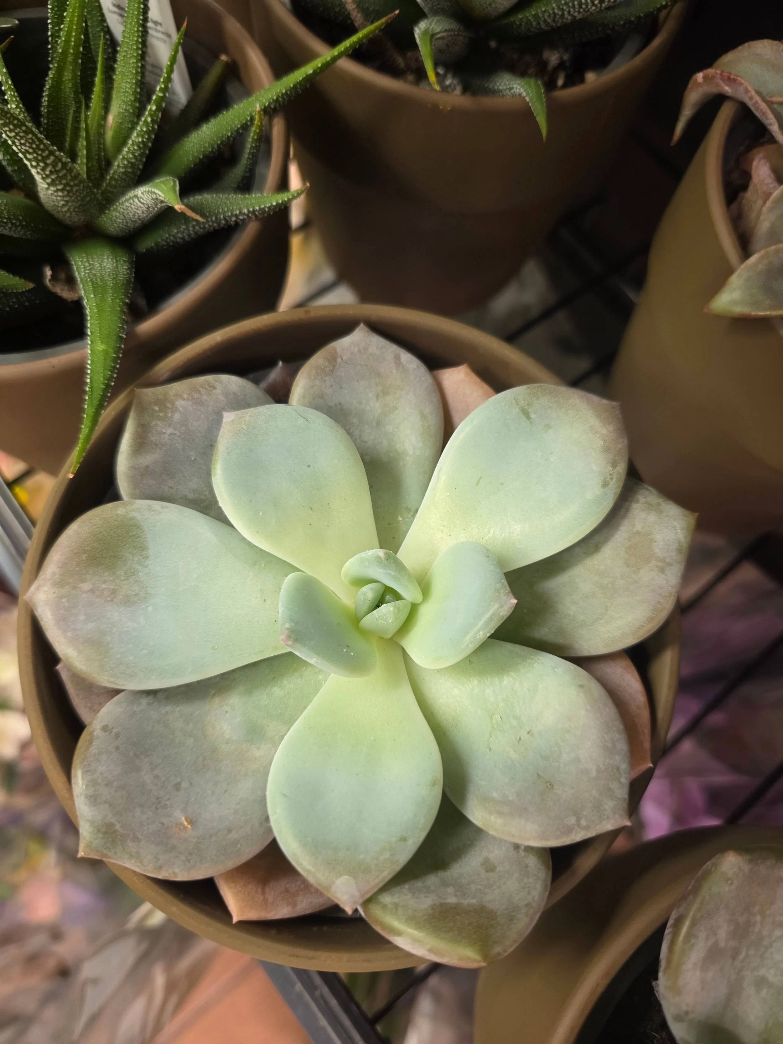 Close-up of a variety of potted succulents, including a rosette-shaped succulent with pale green leaves and a tall, spiky succulent with textured, pointed leaves.