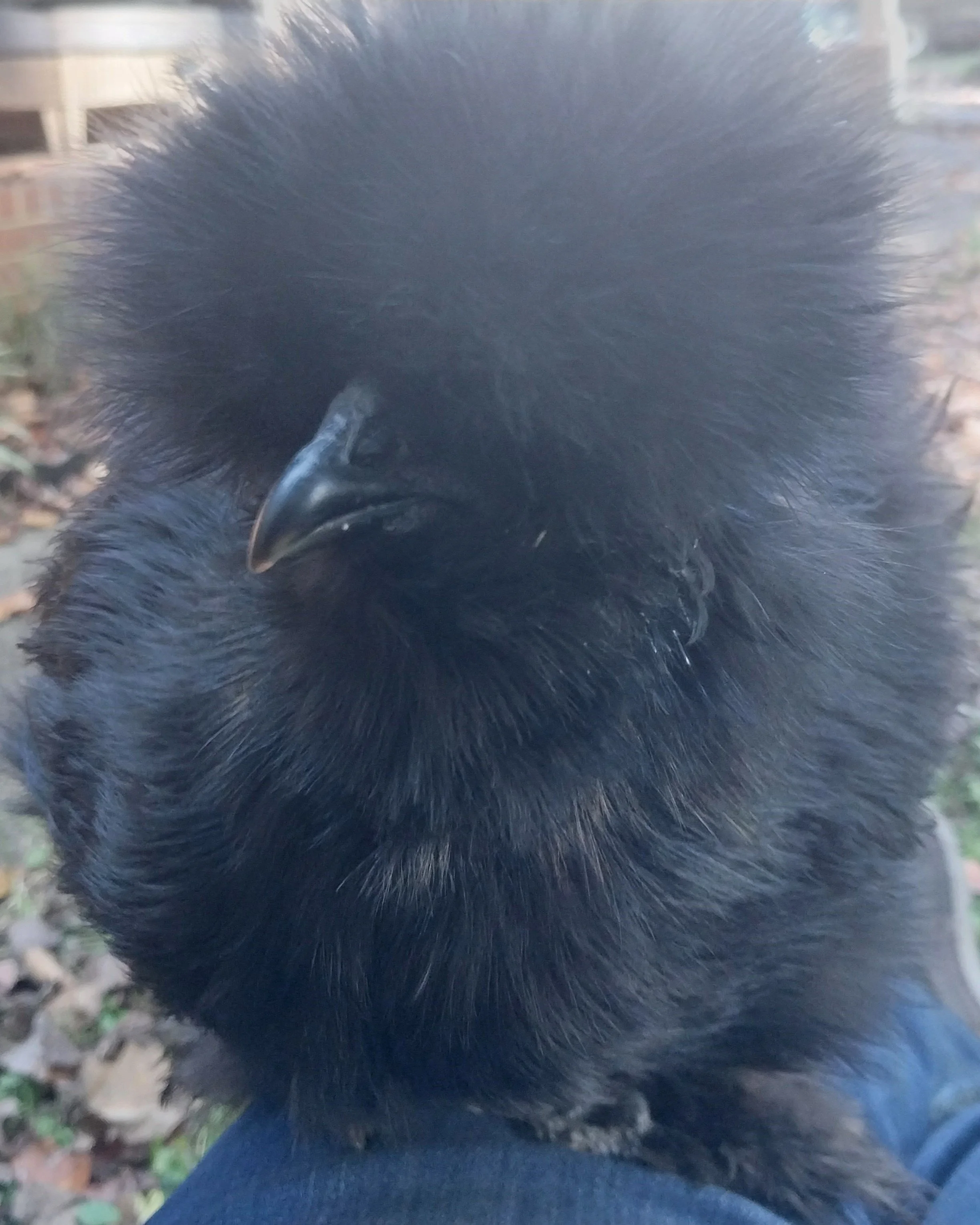 Close-up photo of a black bird, possibly a crow or raven, with a sharp beak, walking outdoors on a ground with some small plants or grass.
