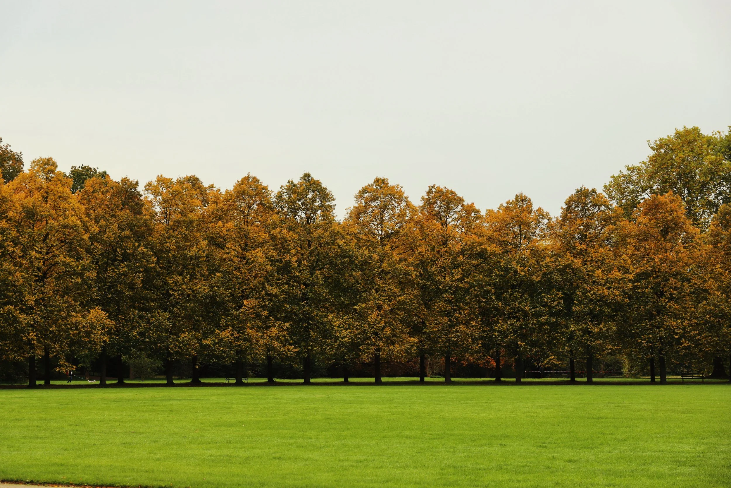 A park with a row of tall trees with autumn-colored leaves, green grass in the foreground, and a few park benches and a person walking in the distance.