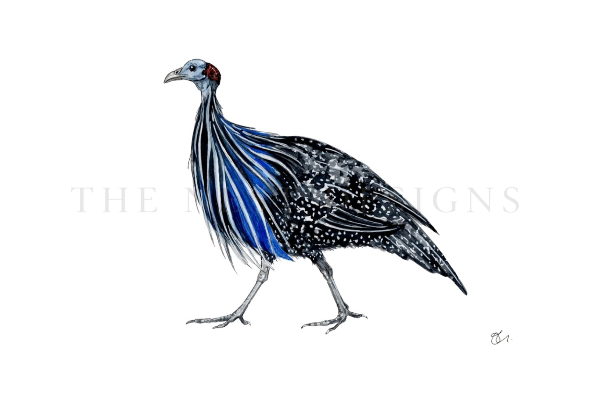 Illustration of a colorful bird with black, blue, white, and red feathers, standing on a white background.