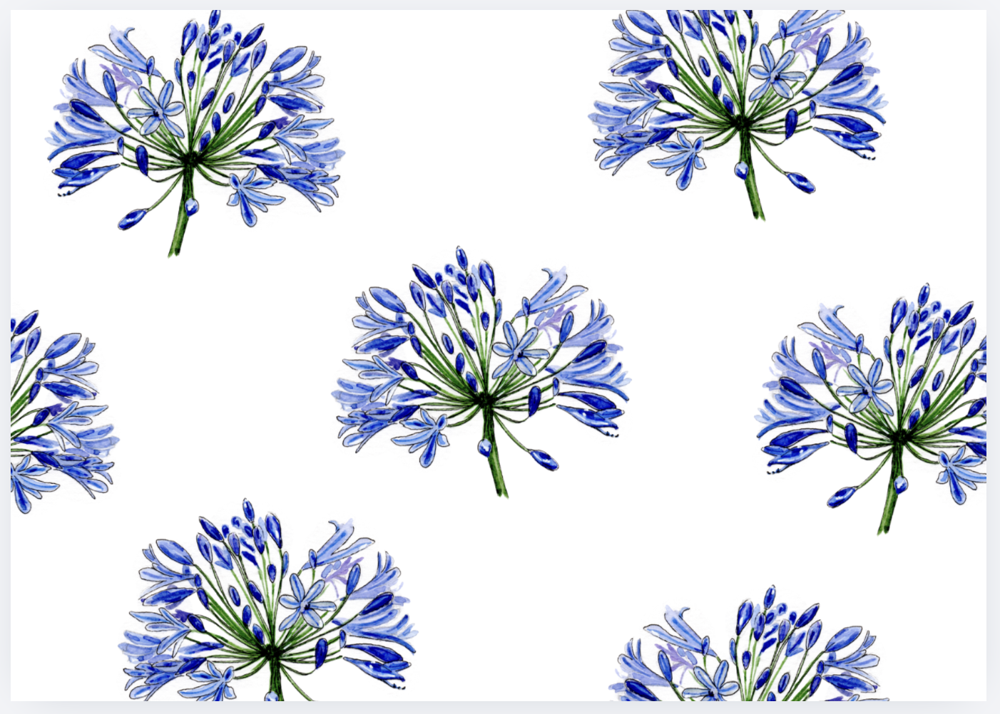Pattern of blue and purple agapanthus flowers on a white background.