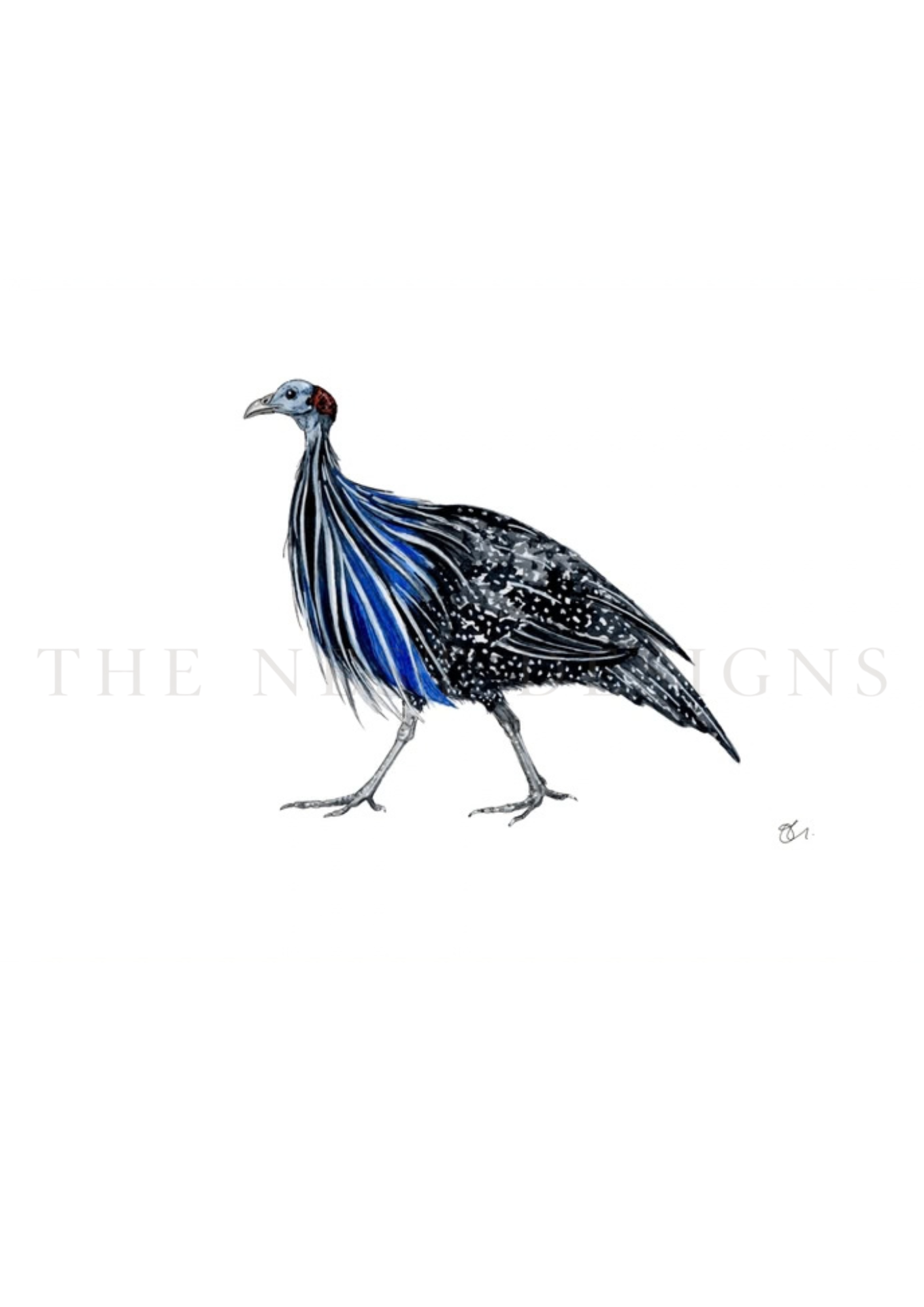 A detailed illustration of a peacock with blue and black feathers, standing on a white background.