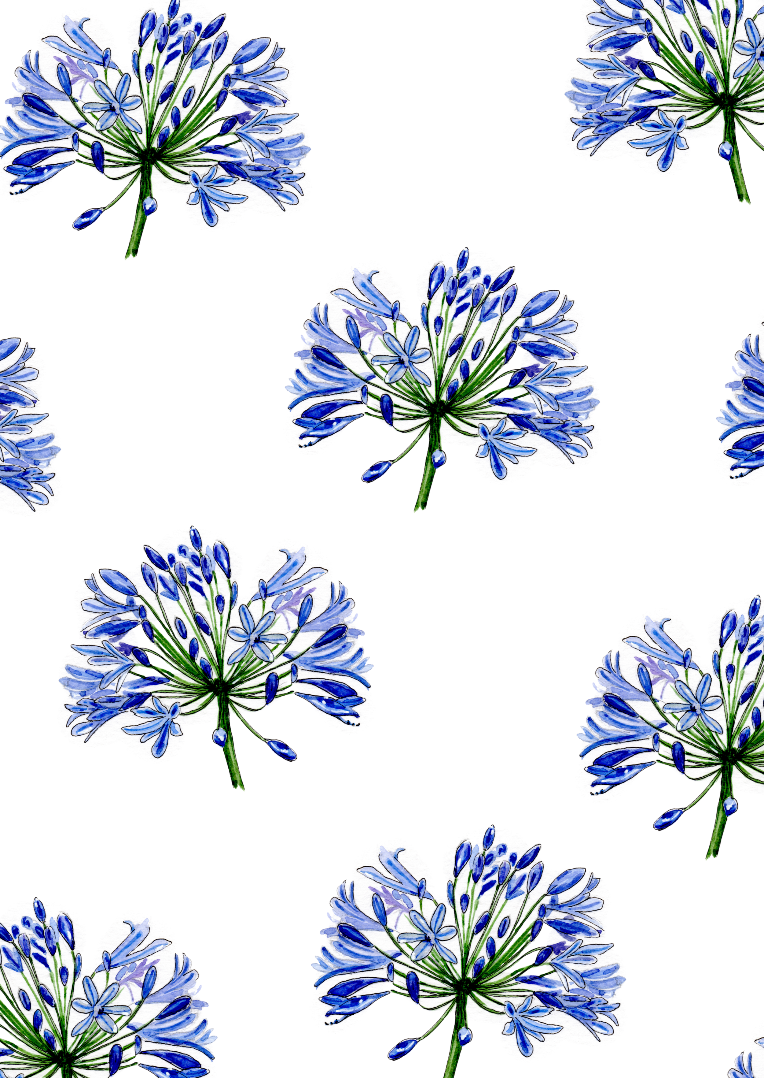 Pattern of watercolor blue and purple agapanthus flowers on white background.