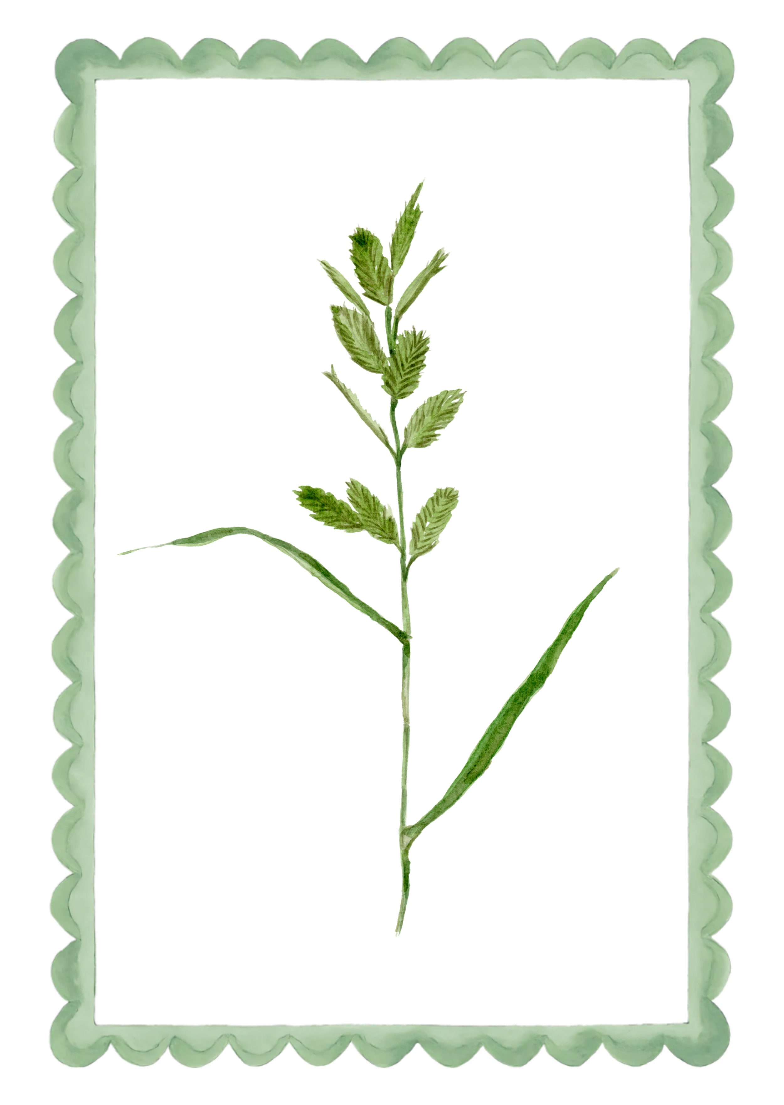 Watercolor illustration of a green leafy plant with multiple small leaves on a thin stem, framed by a scalloped green border.