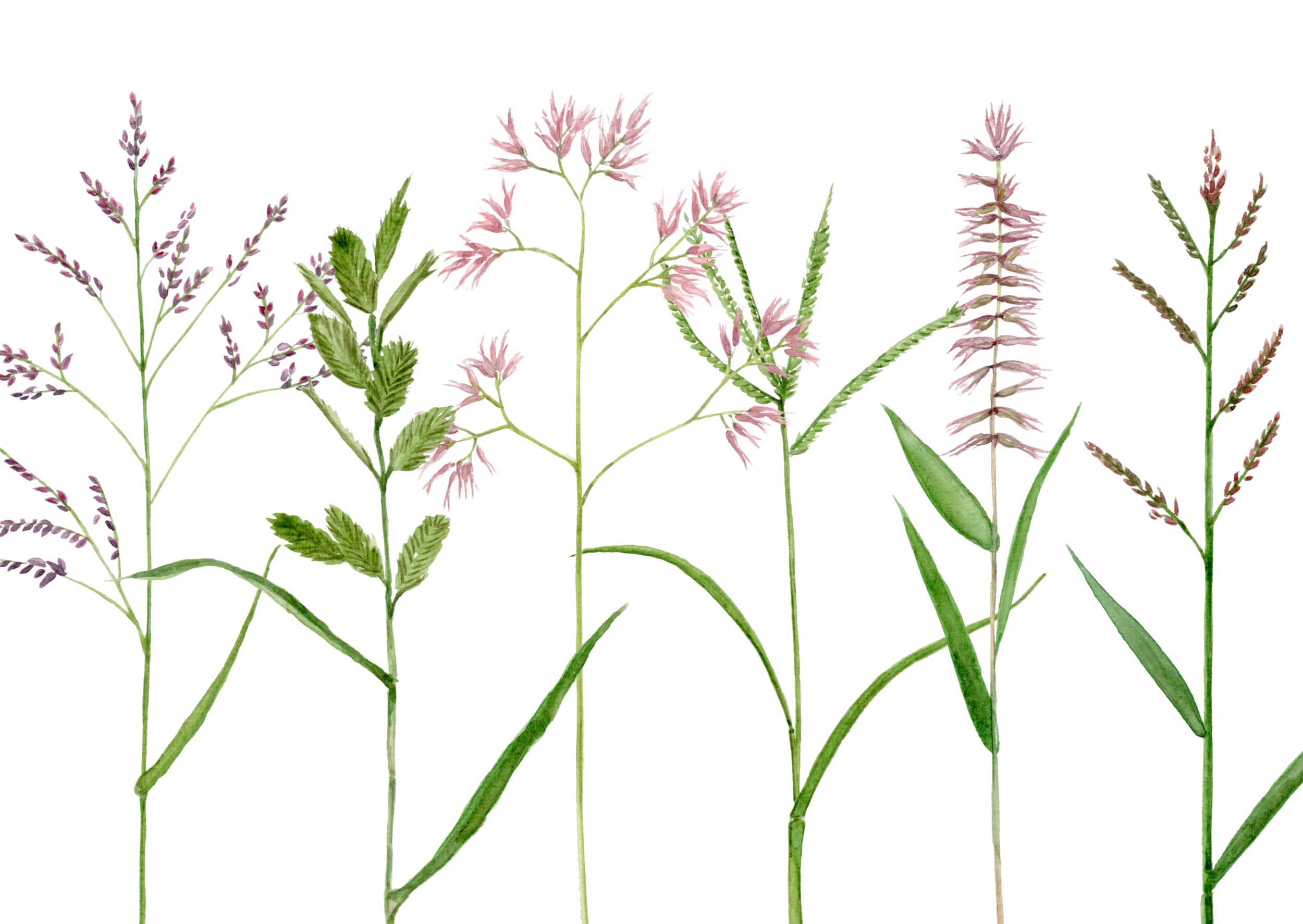 Watercolor illustration of various green and purple wild grasses and plants.