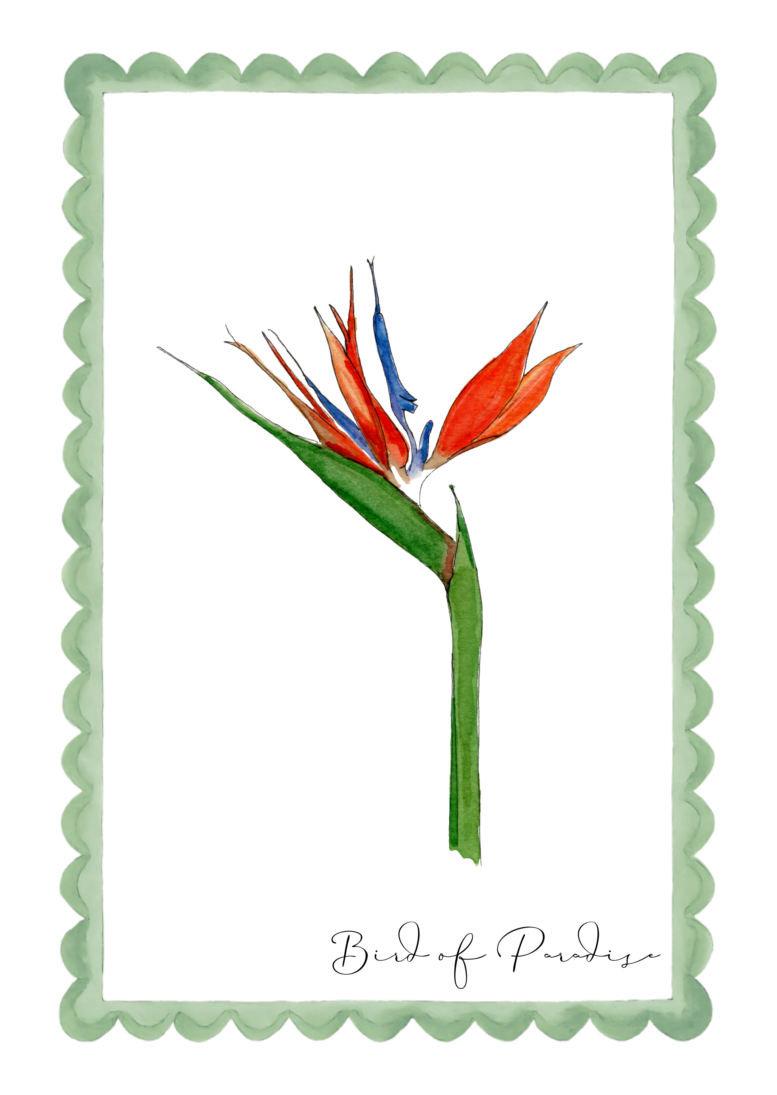 Watercolor illustration of a bird of paradise flower with orange and blue petals and green leaves, surrounded by a scalloped green border, with the text 'Bird of Paradise' at the bottom.