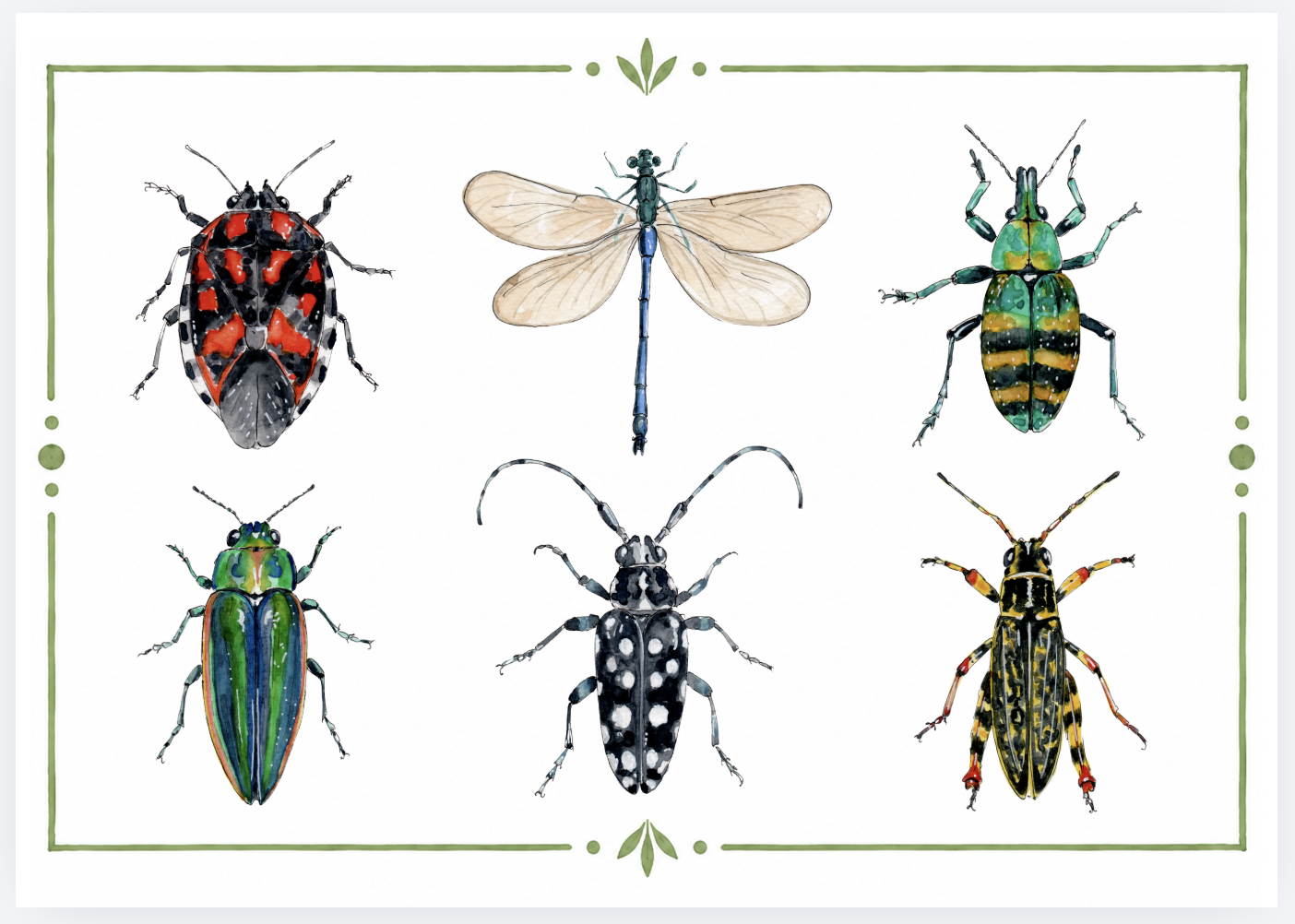 Illustration of six different colorful insects and a dragonfly arranged in a grid.