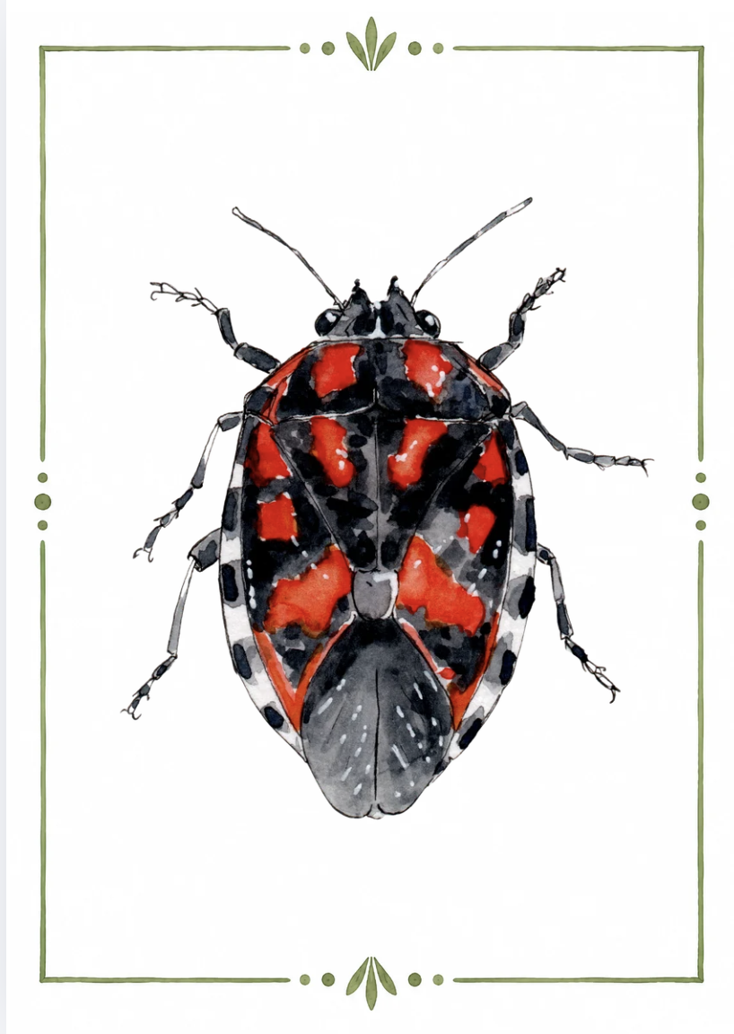 Illustration of a bug with red, black, and white markings surrounded by a green decorative border.