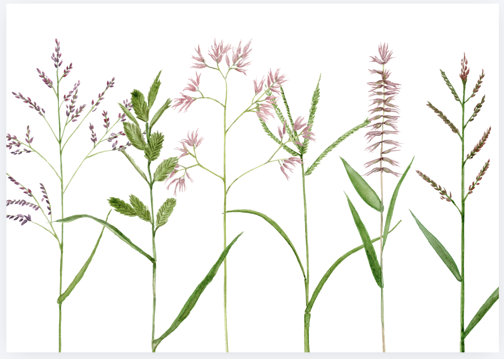 Watercolor illustration of various wild grasses and herbs with delicate pink and purple flowers, and green leafy stems, on a white background.