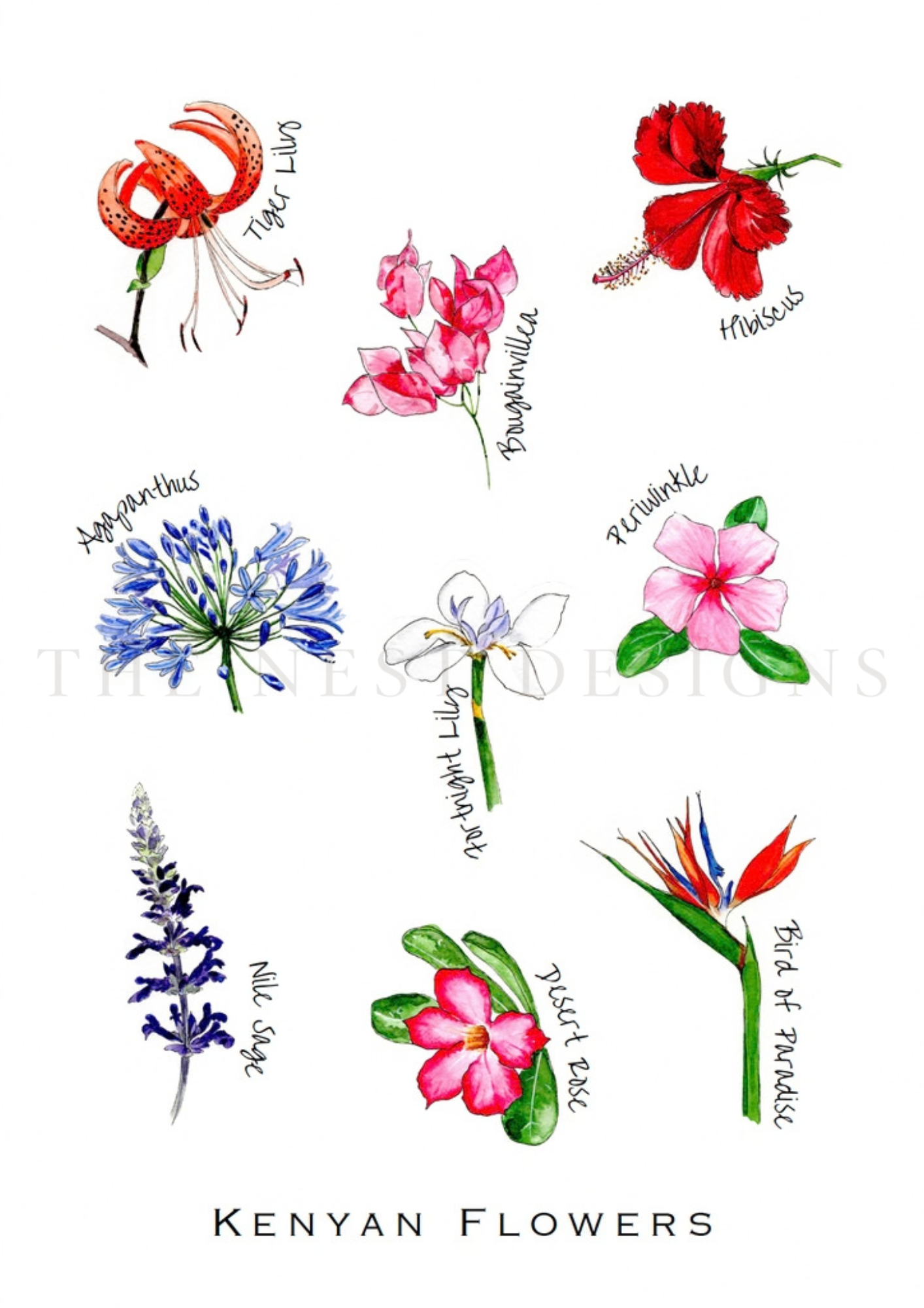 A collection of watercolor illustrations of Kenyan flowers, including Tiger Lily, Bougainvillea, Hibiscus, Agapanthus, and Bird of Paradise, with their names handwritten next to each flower.