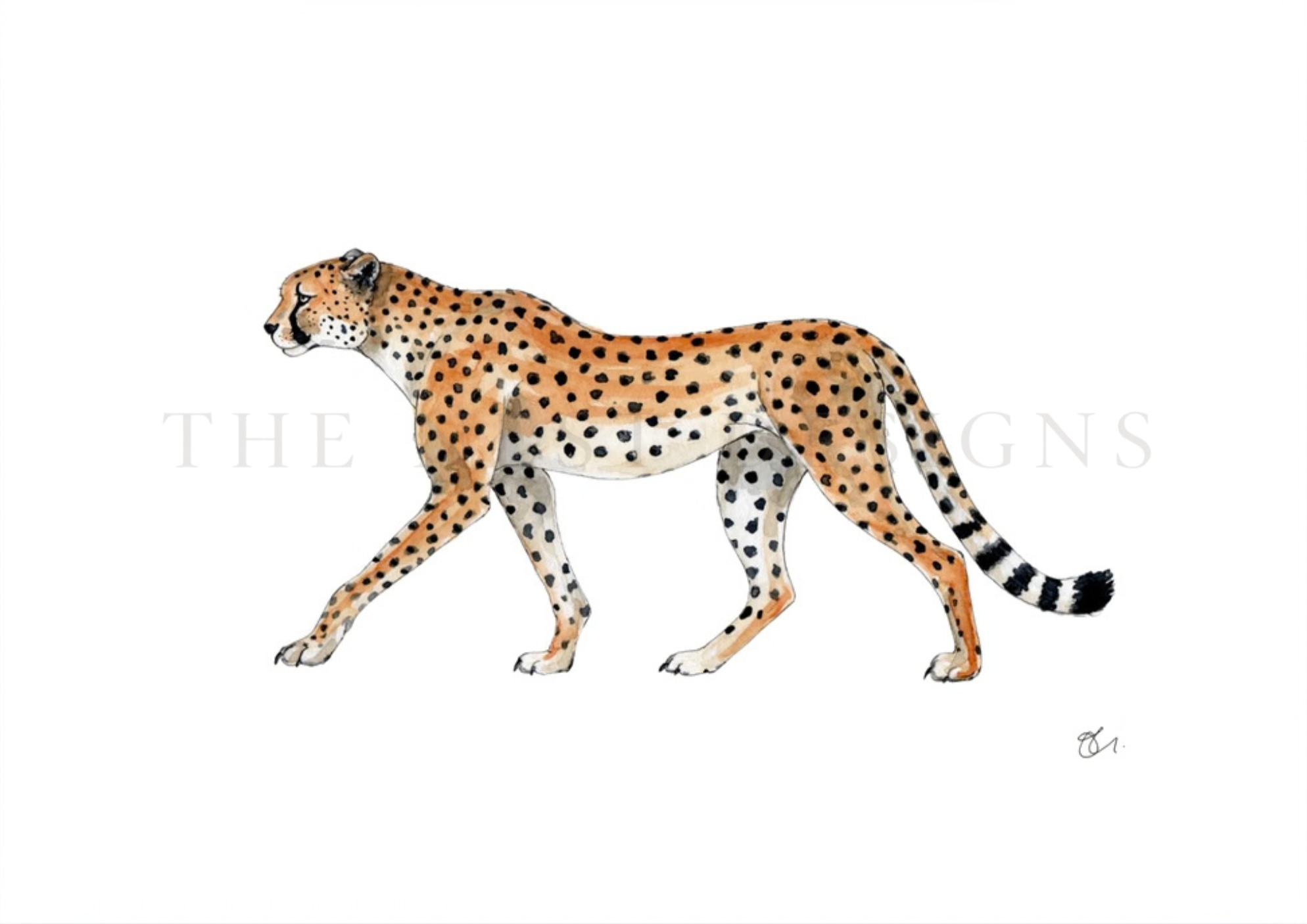 Illustration of a cheetah walking with a white background.