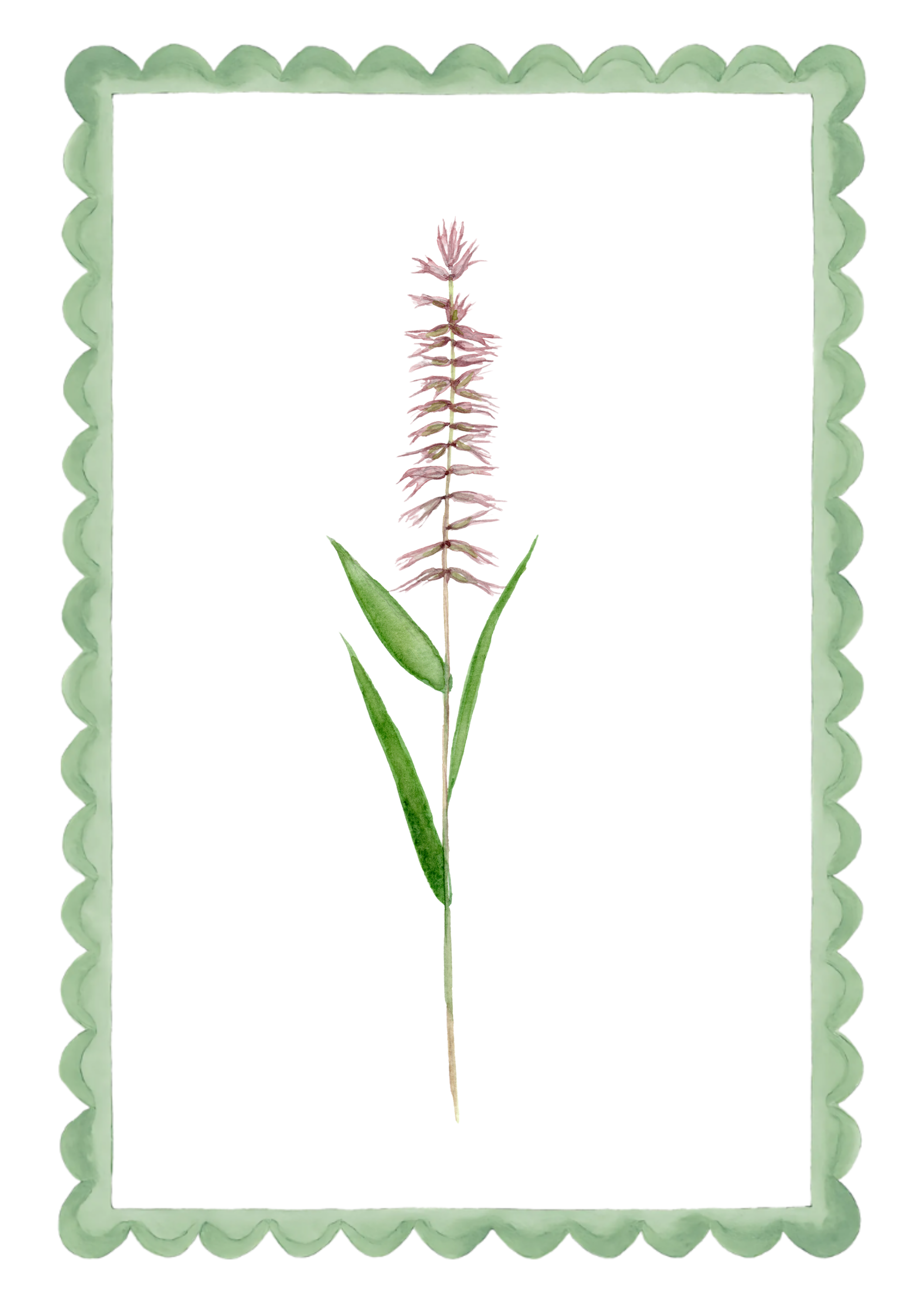 Watercolor illustration of a single tall grass flower with green leaves and a pinkish-purple flower spike, enclosed in a scalloped green border.