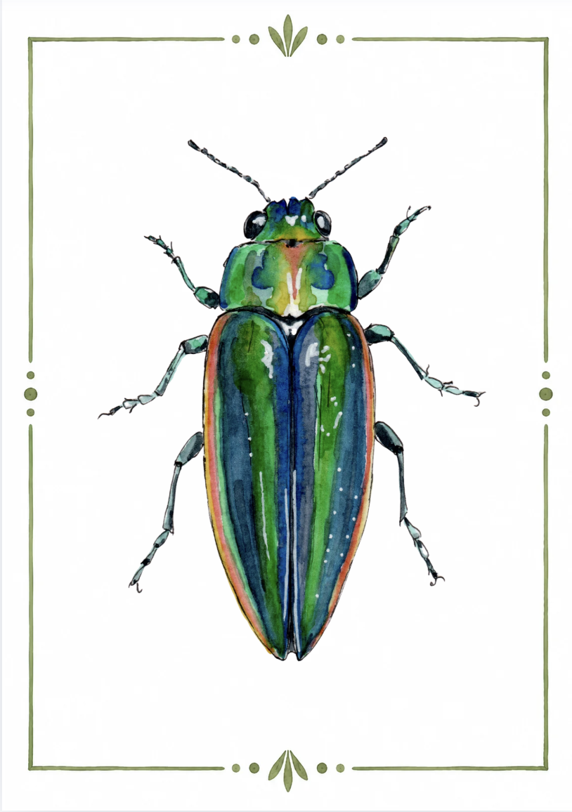 A colorful illustration of a beetle with vibrant green, blue, and orange wings, bordered by a simple green decorative frame.
