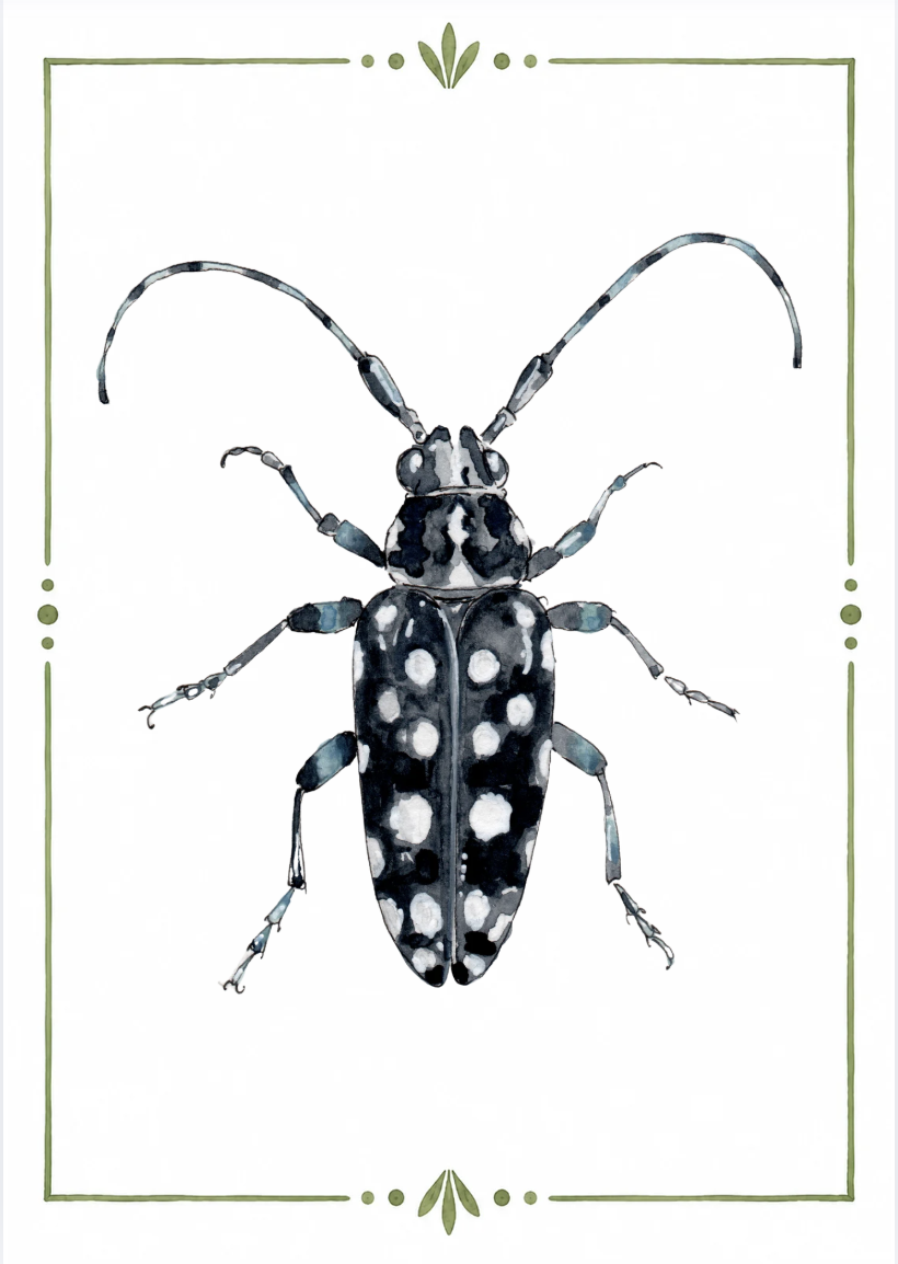 Illustration of a black and white spotted beetle with long antennae, framed by a simple green border with decorative elements at the corners and top.