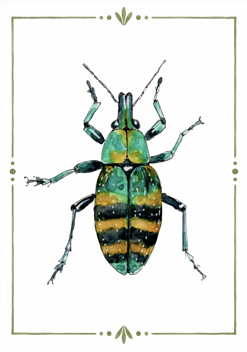 A colorful, detailed illustration of a beetle with green, yellow, and black markings, set within a decorative green border.