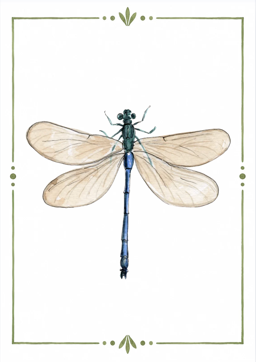 Illustration of a dragonfly with transparent wings and a blue and green body inside a decorative green border.
