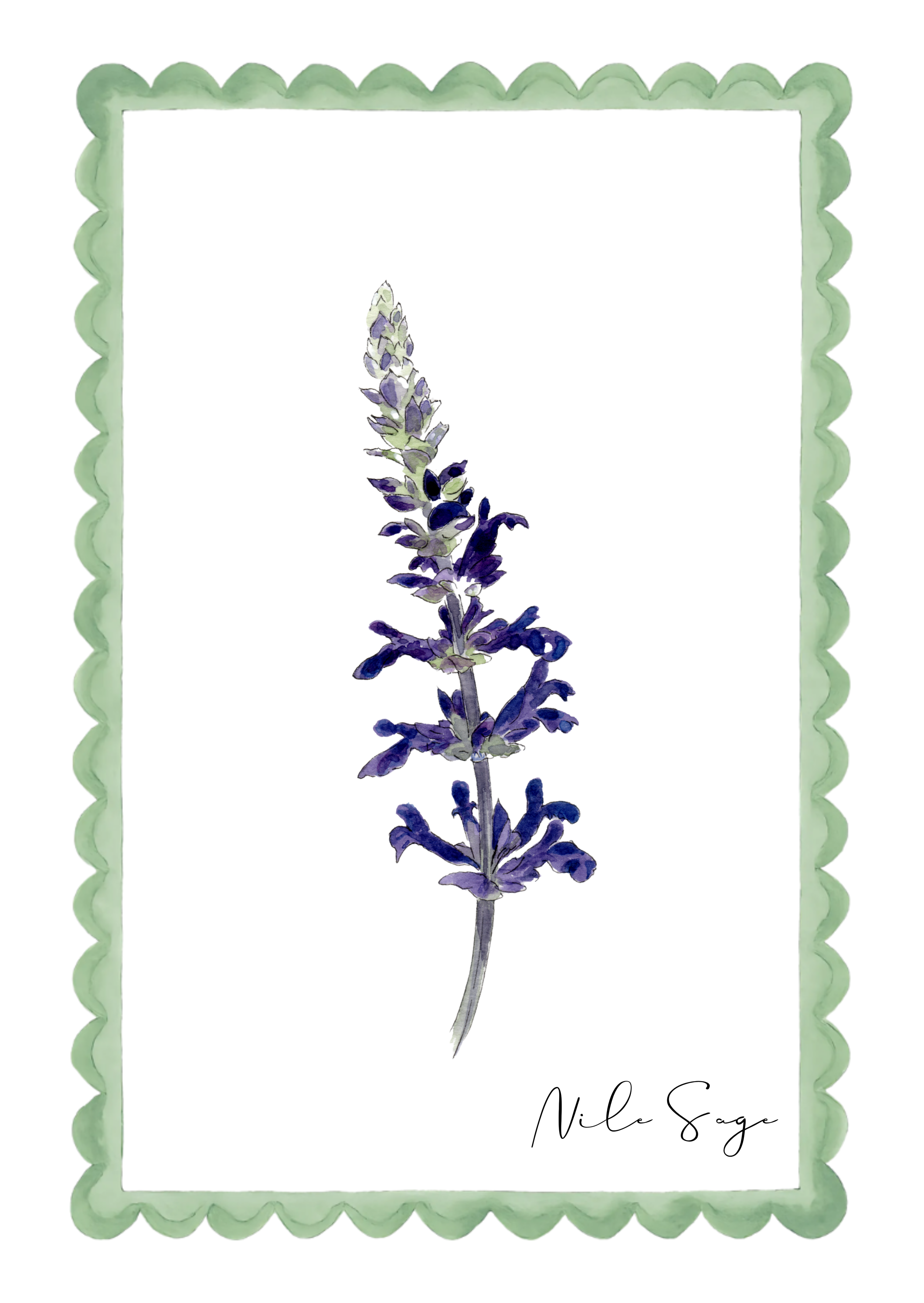 A watercolor illustration of a purple lavender flower with a green scalloped border, and a signature reading 'Nile Sage' at the bottom.